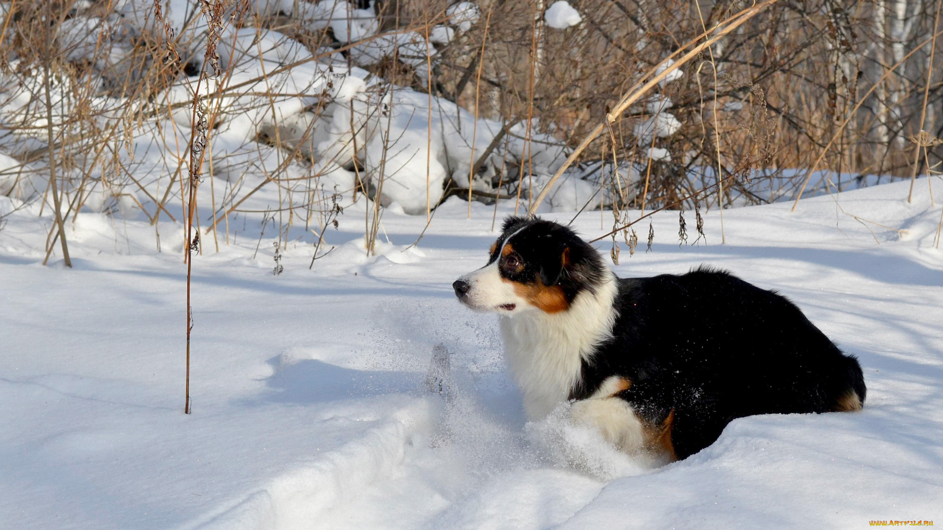 животные, собаки, снег, бордер-колли
