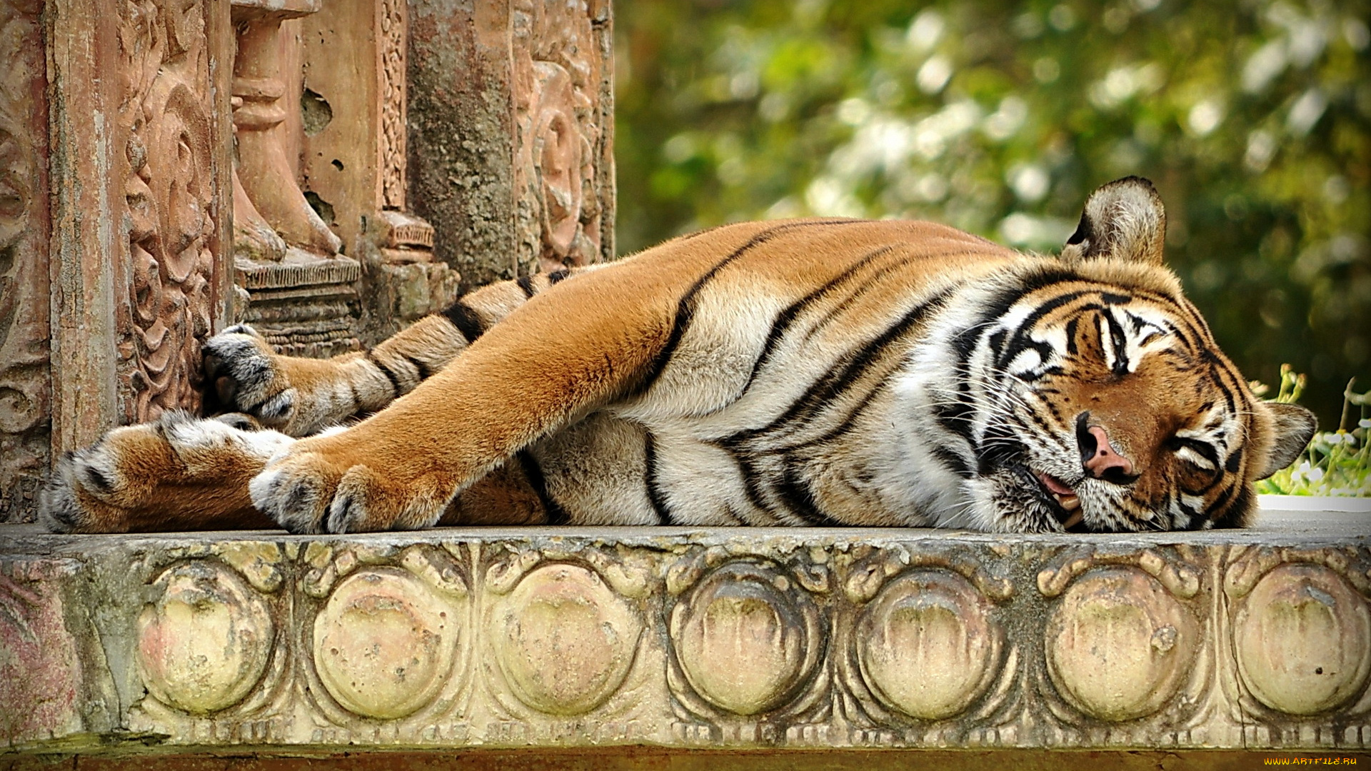 животные, тигры, лапы, морда, спит, индийский, тигр