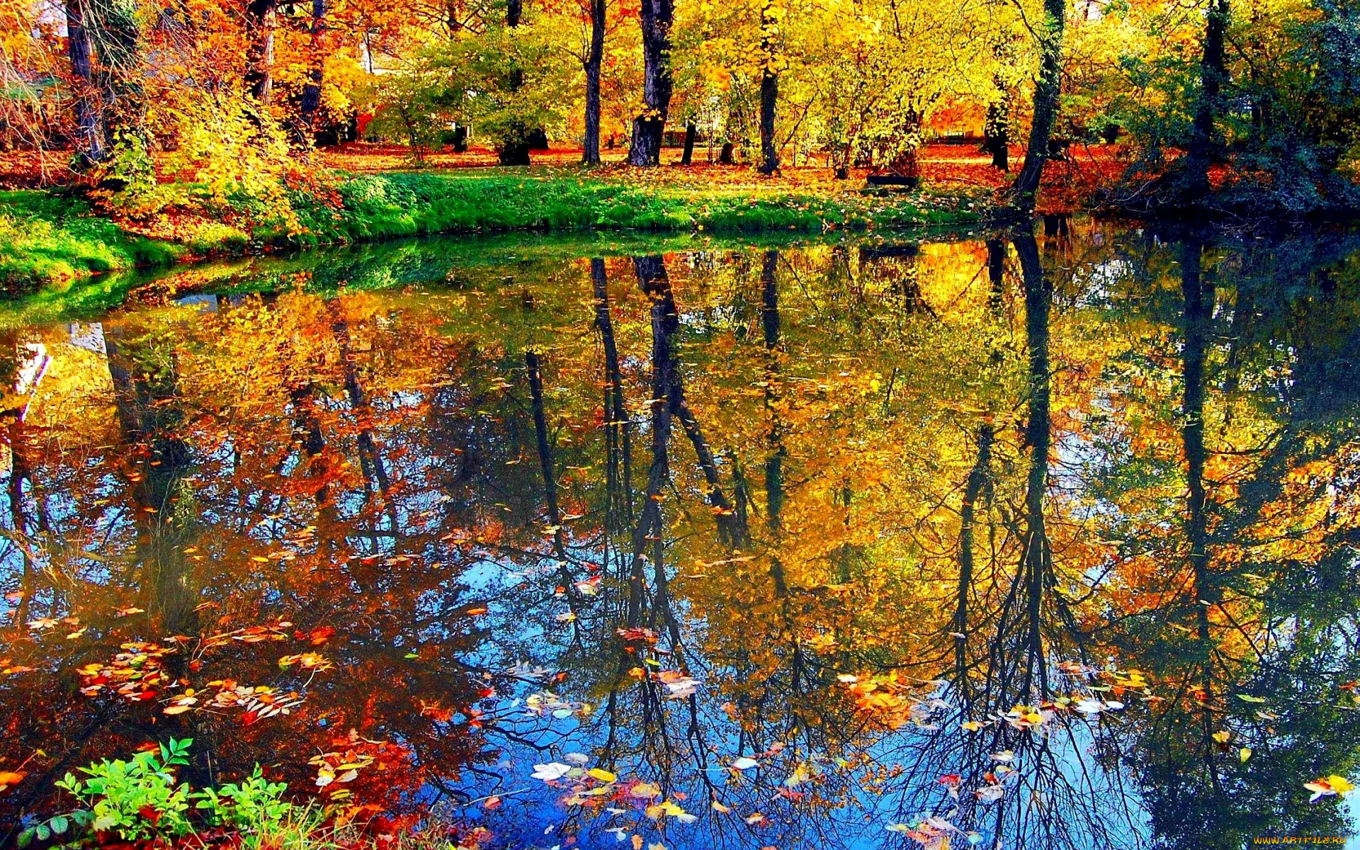 природа, парк, краски, пруд, деревья, осень