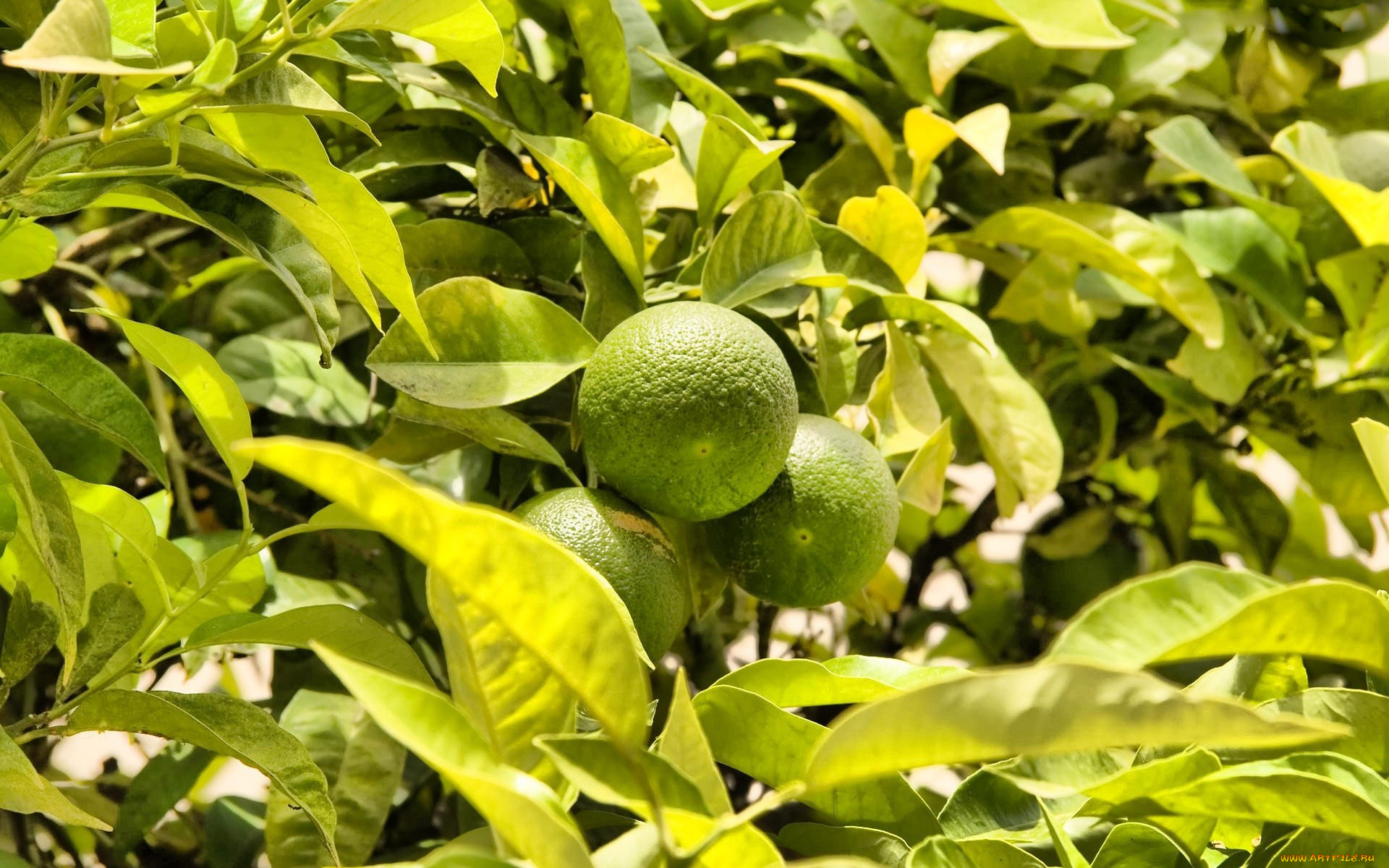природа, плоды, лимоны