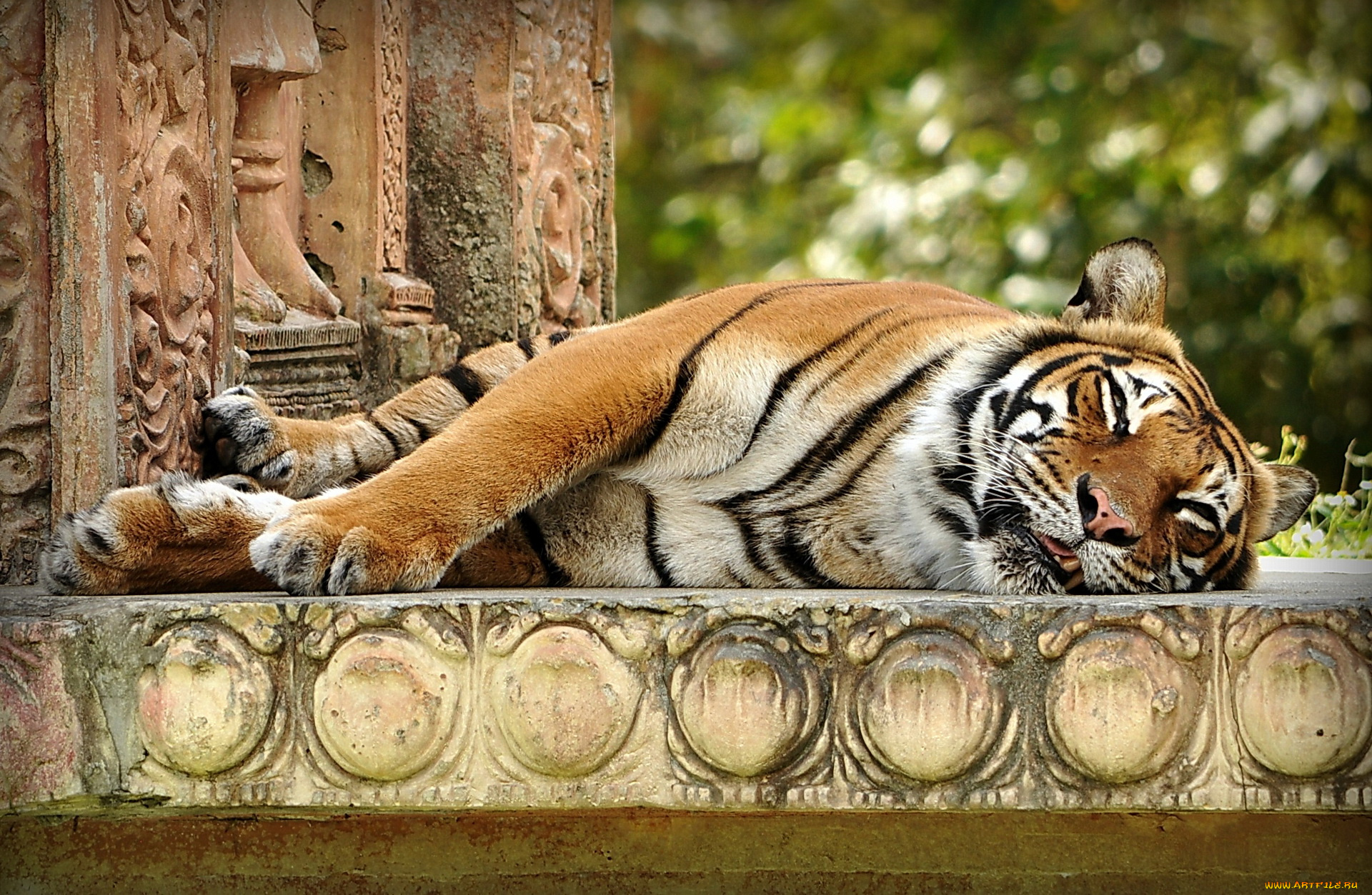 животные, тигры, лапы, морда, спит, индийский, тигр