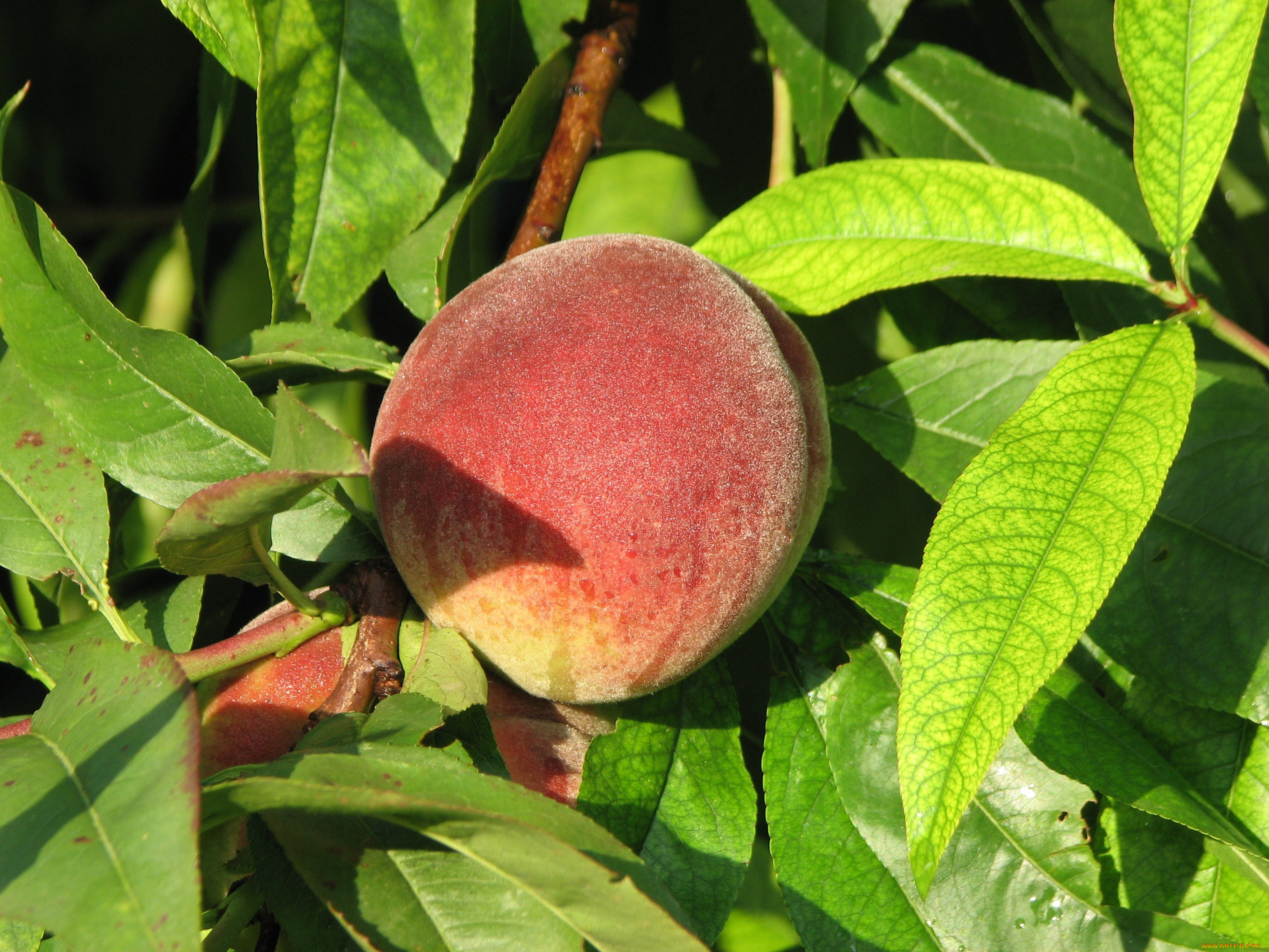 природа, плоды, персик