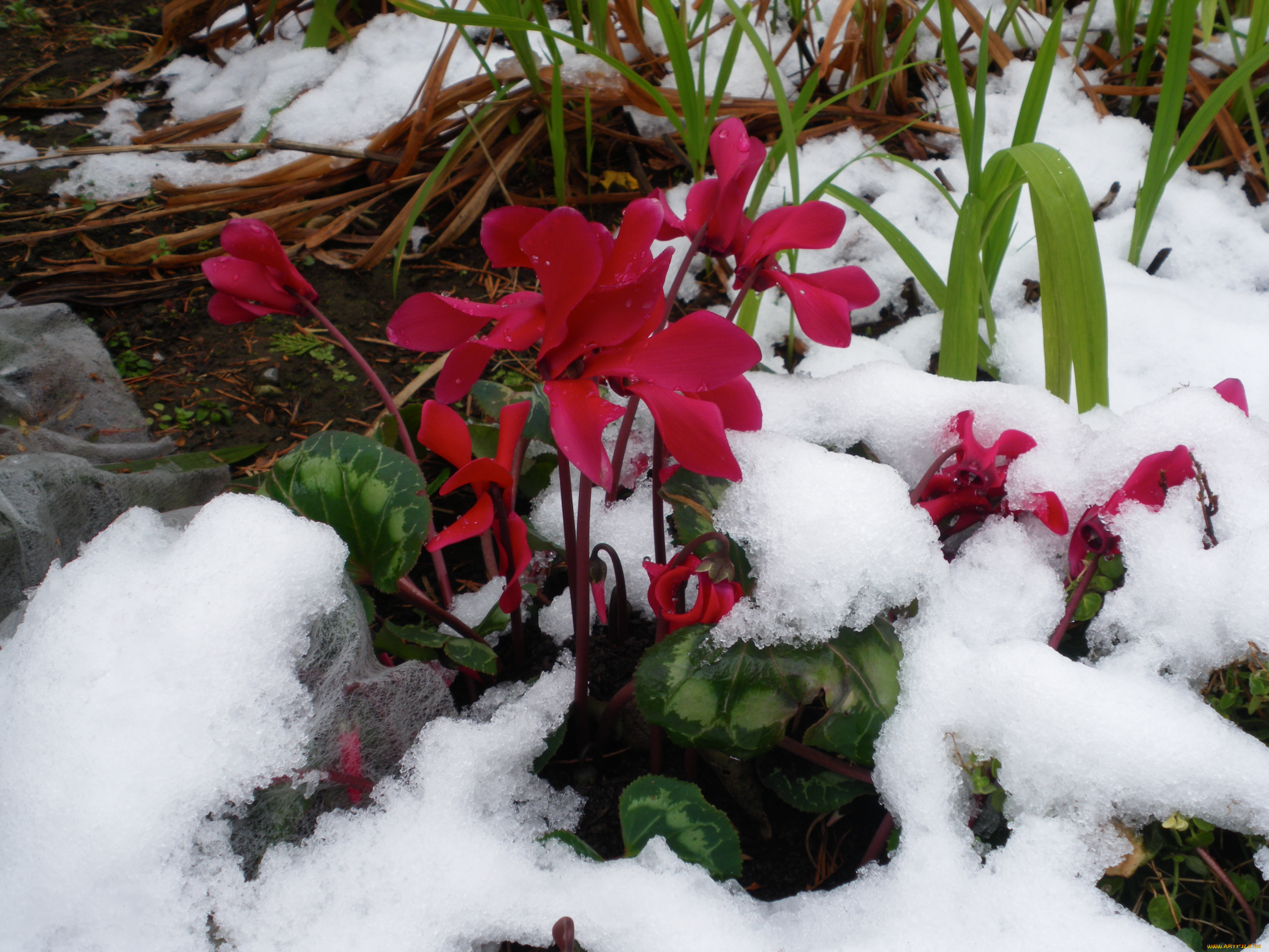 Первые цветы после снега. Цикламен зимующий. Цикламен цветы цикламен. Подснежники и цикламены. Первоцветы цикламены.