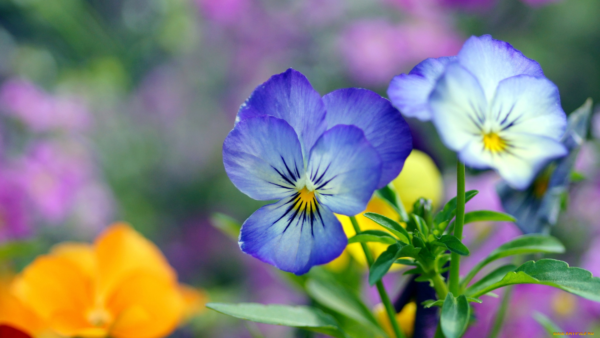 цветы, анютины, глазки, садовые, фиалки, голубой