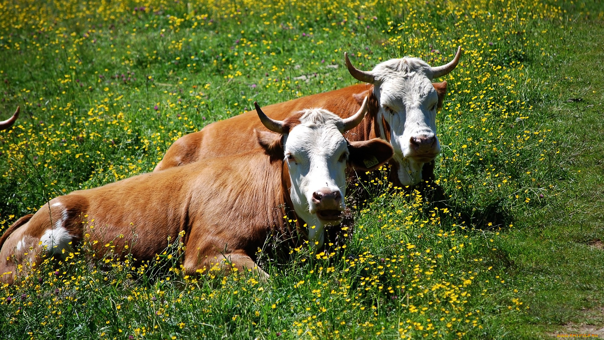 животные, коровы, буйволы, трава