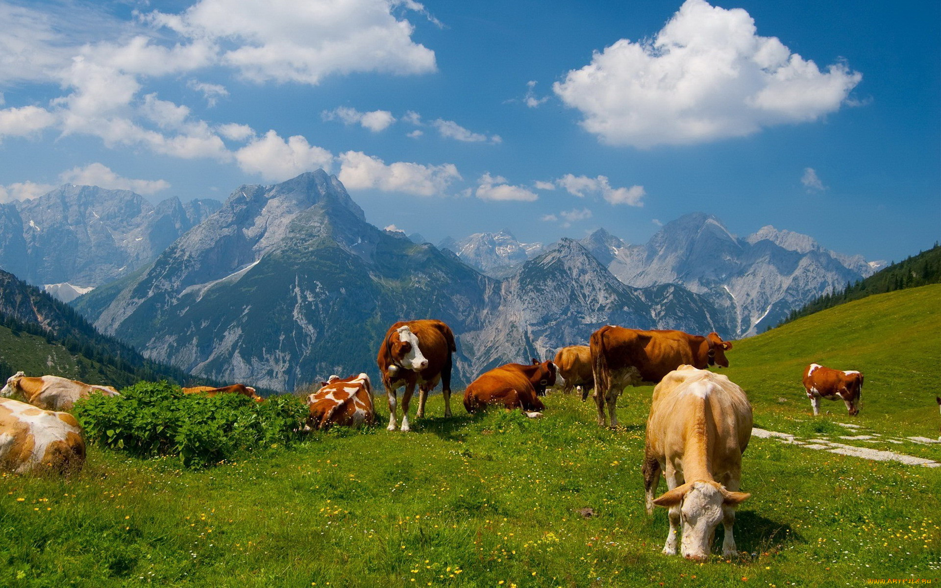 животные, коровы, буйволы, горы