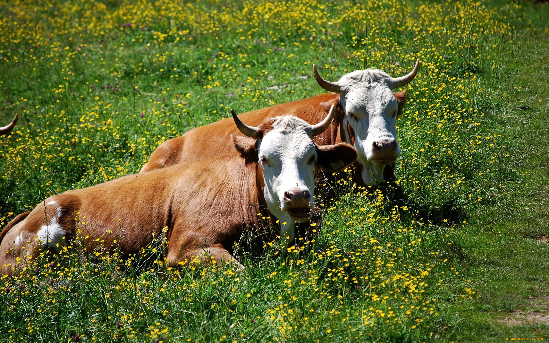 коровы на поляне без смс