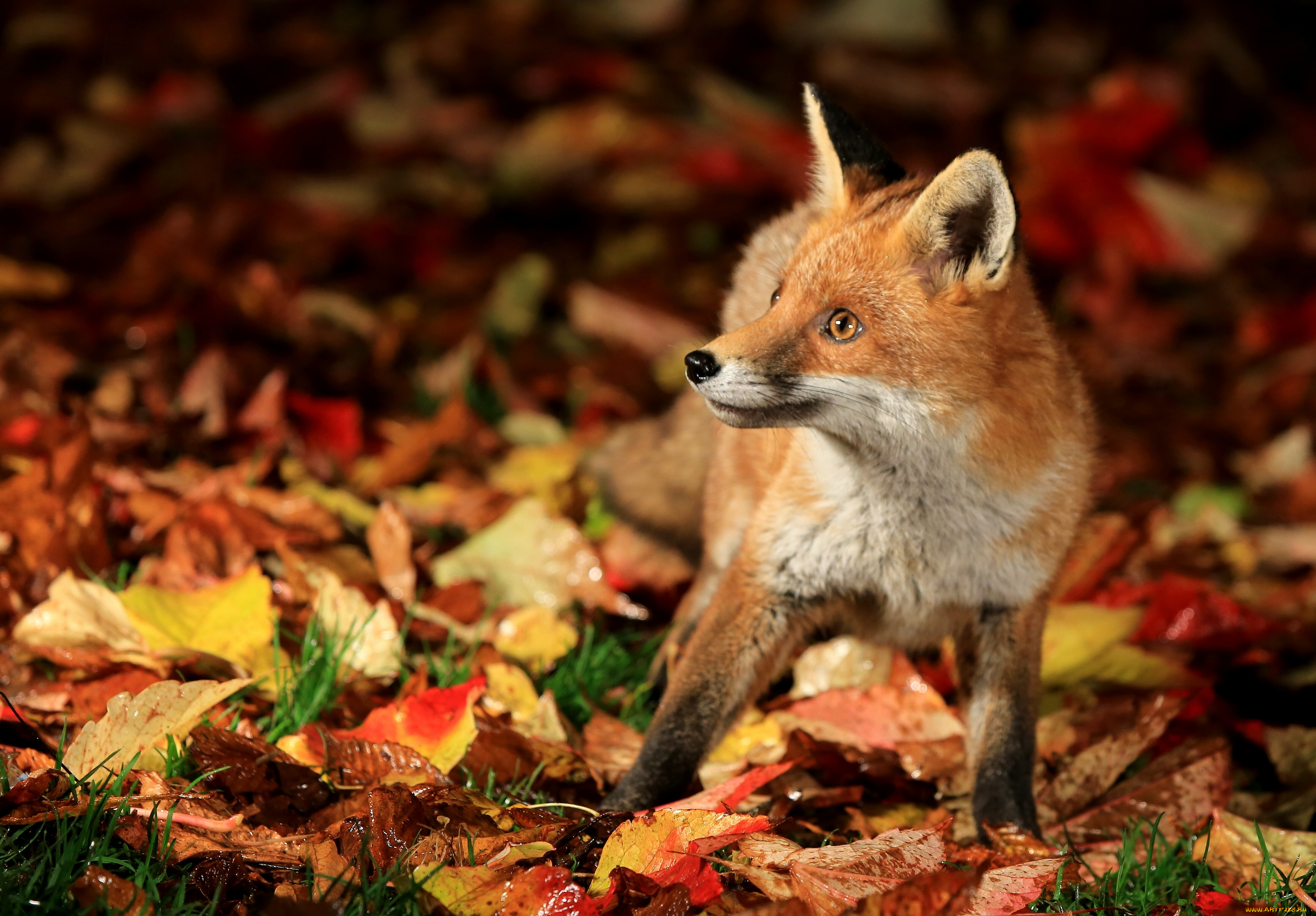 животные, лисы, лисёнок, листья, осень