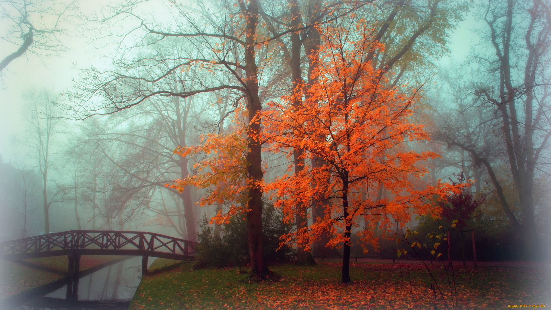природа, парк, пейзаж, туман, осень