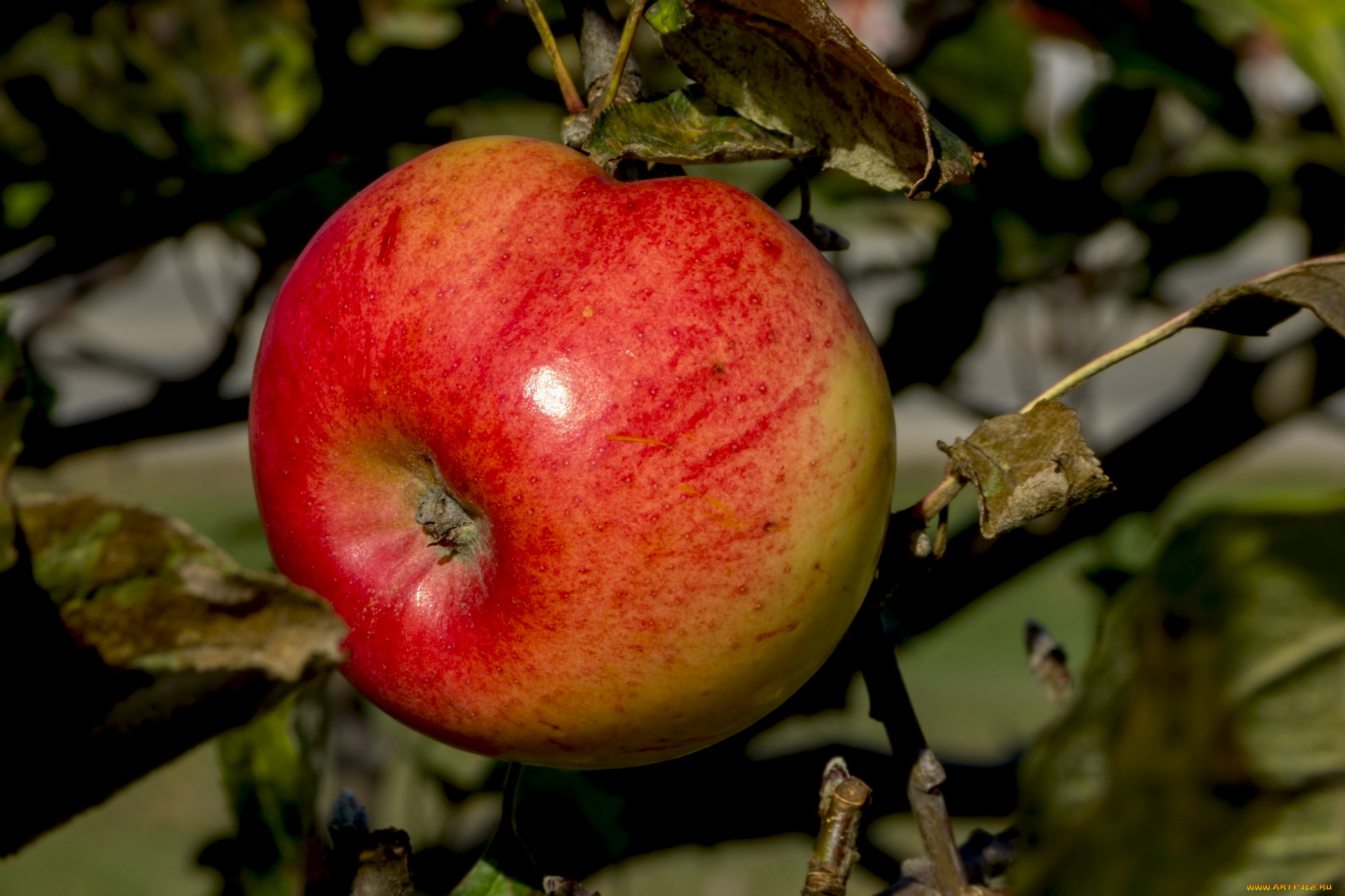 природа, плоды, ветка, листья, яблоко