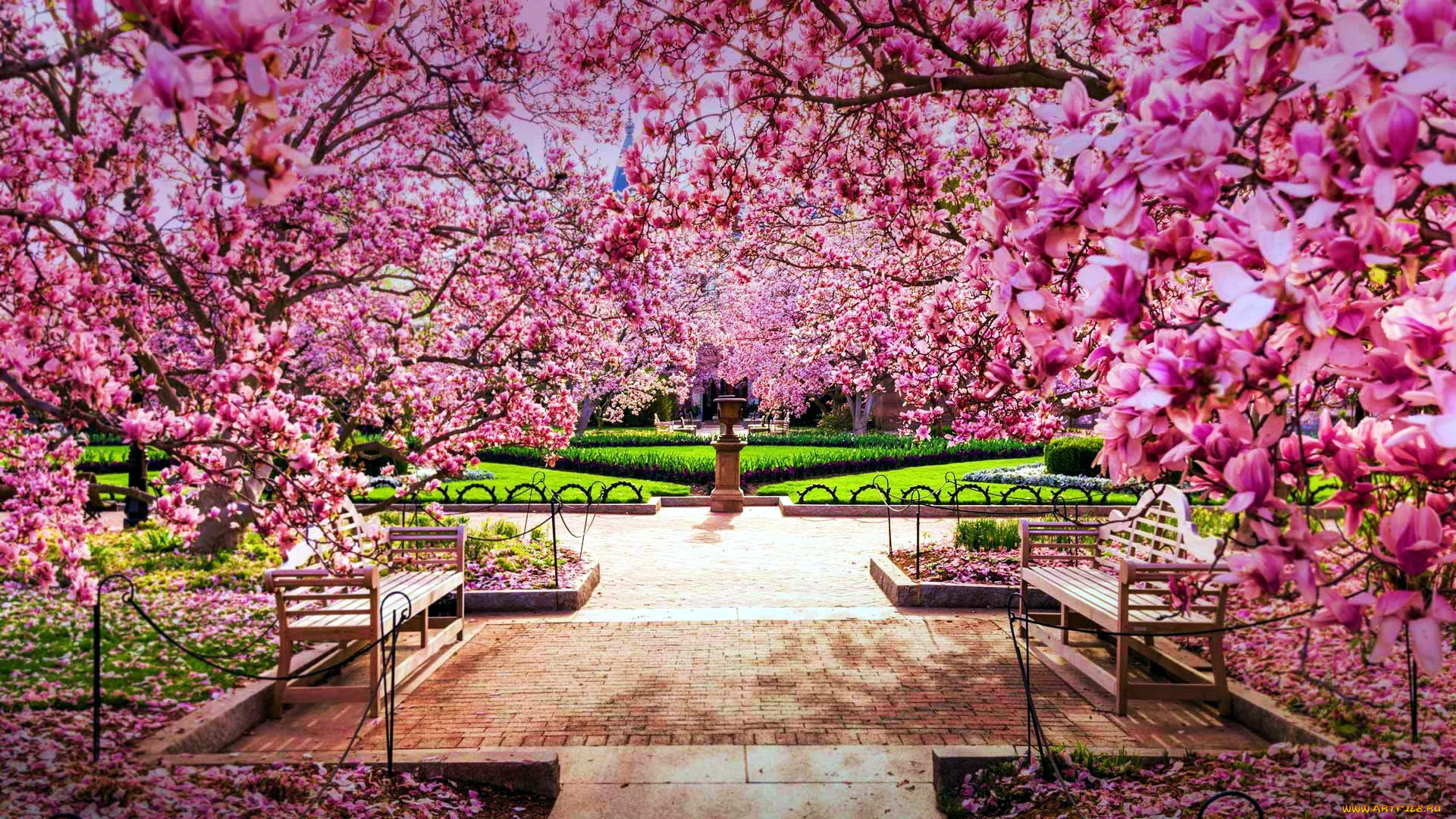 cherry, blossoms, the, national, mall, природа, парк, cherry, blossoms, the, national, mall