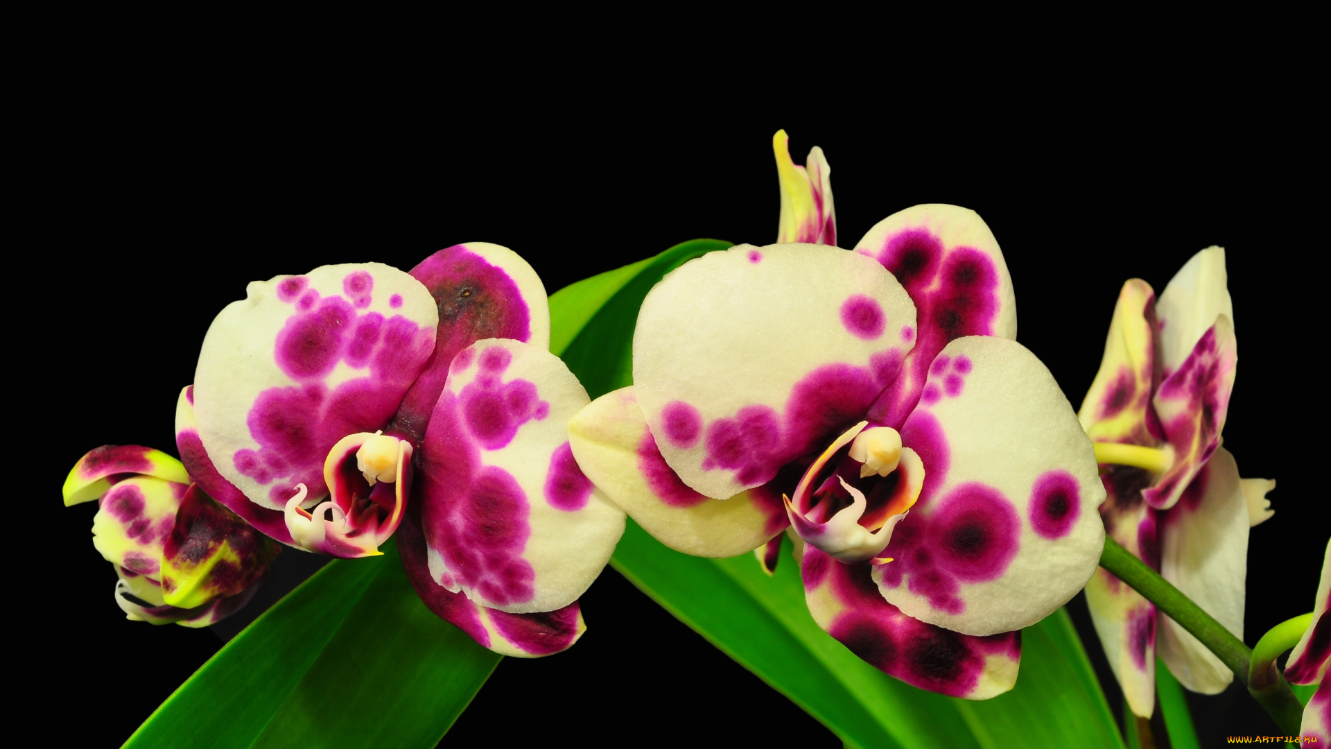 цветы, орхидеи, пятнистый, экзотика
