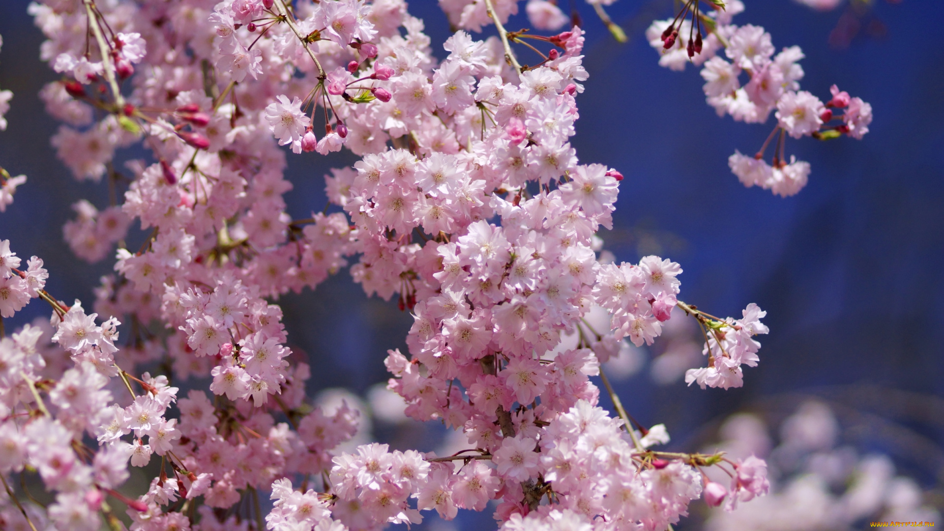 цветы, сакура, вишня, весна, розовый, ветки, небо