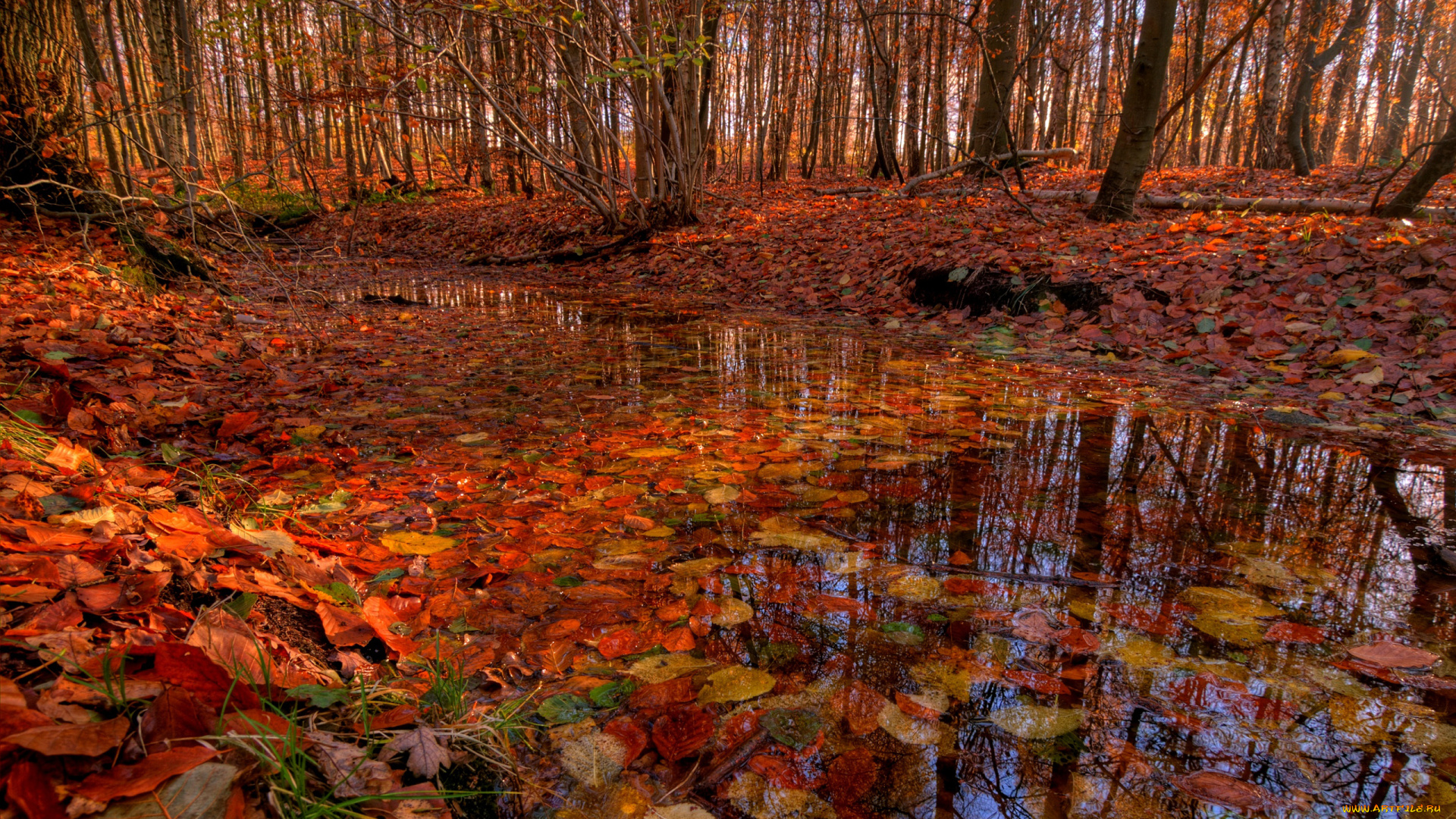природа, лес, осень, пруд, красные, листья