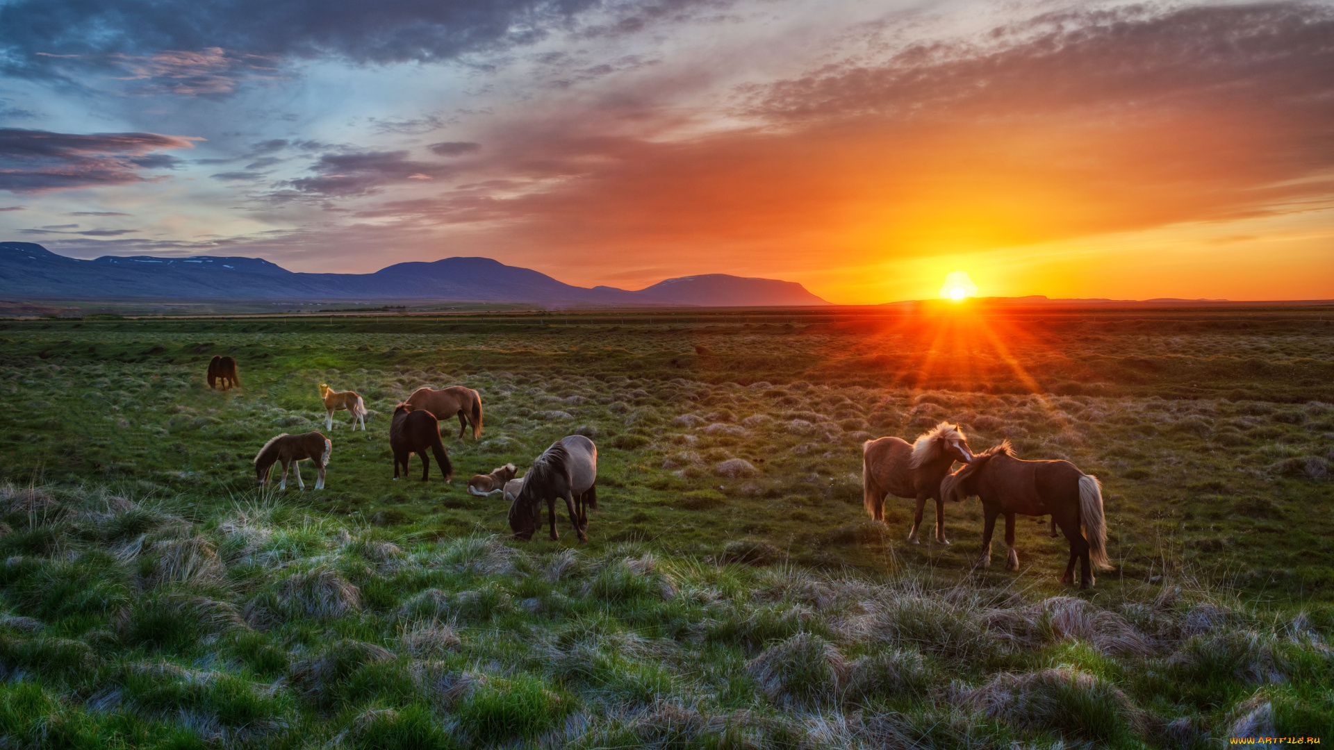 животные, лошади, исландия, iceland, жеребята, закат, пейзаж