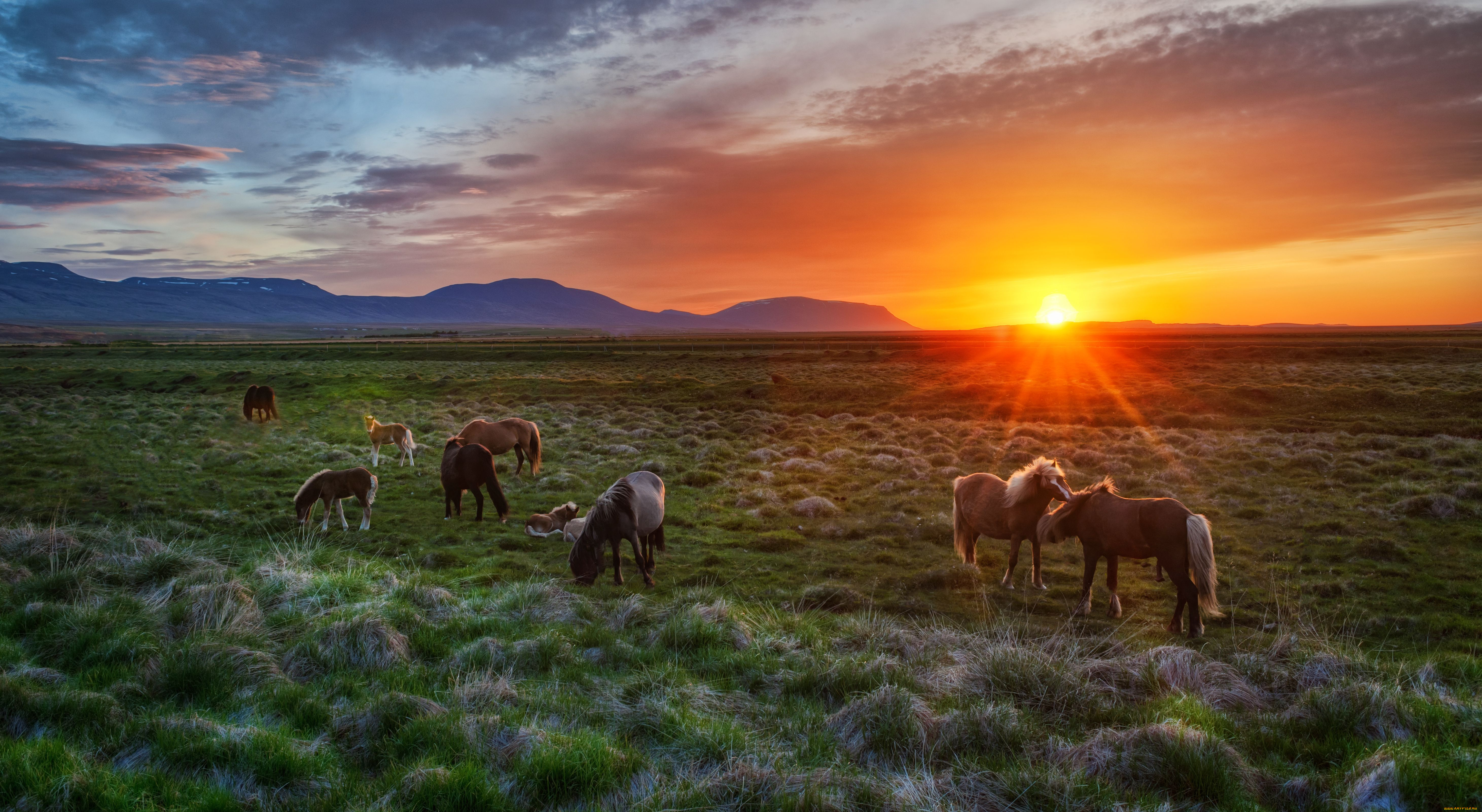 животные, лошади, исландия, iceland, жеребята, закат, пейзаж