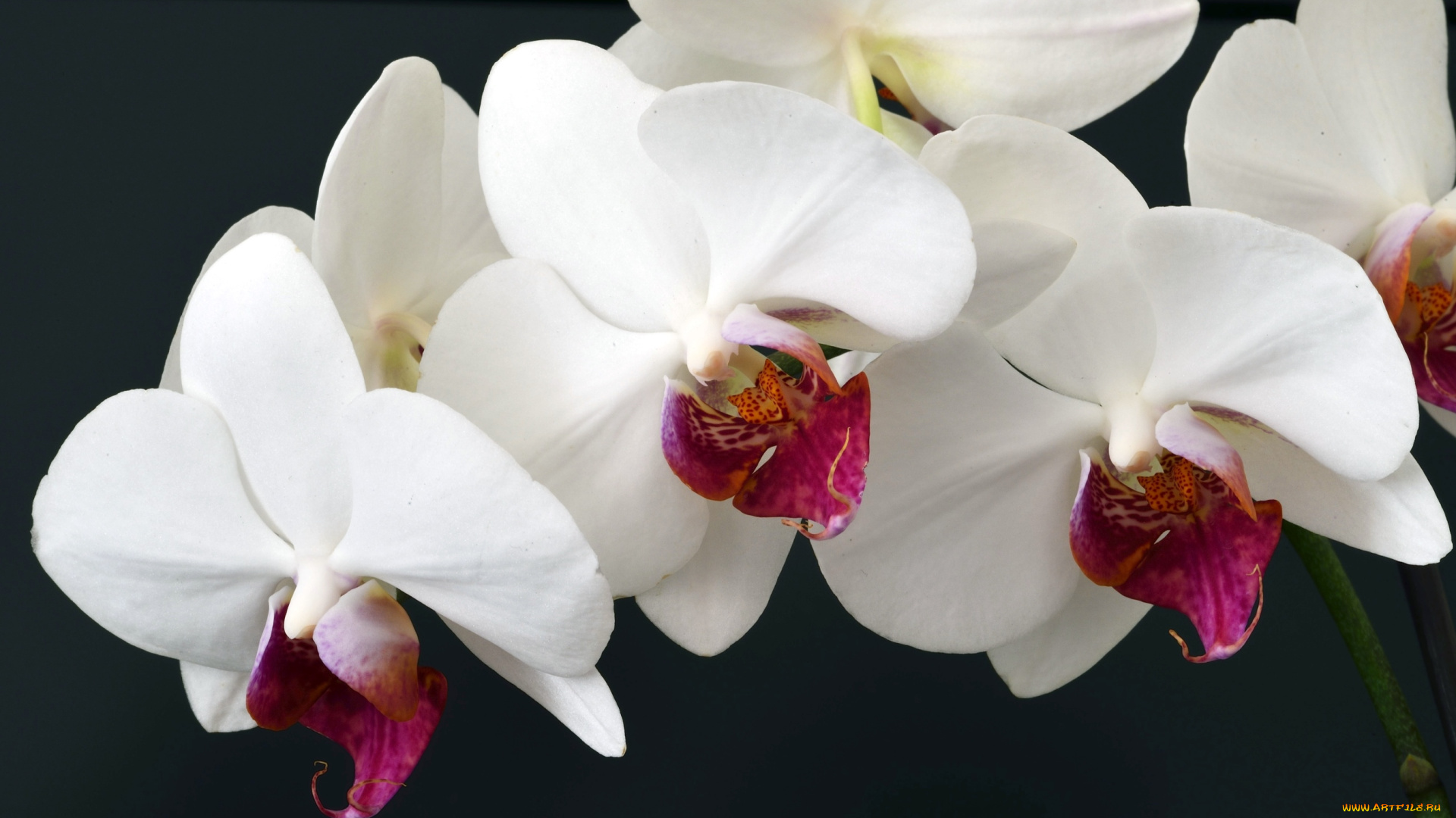 цветы, орхидеи, ветка, белый
