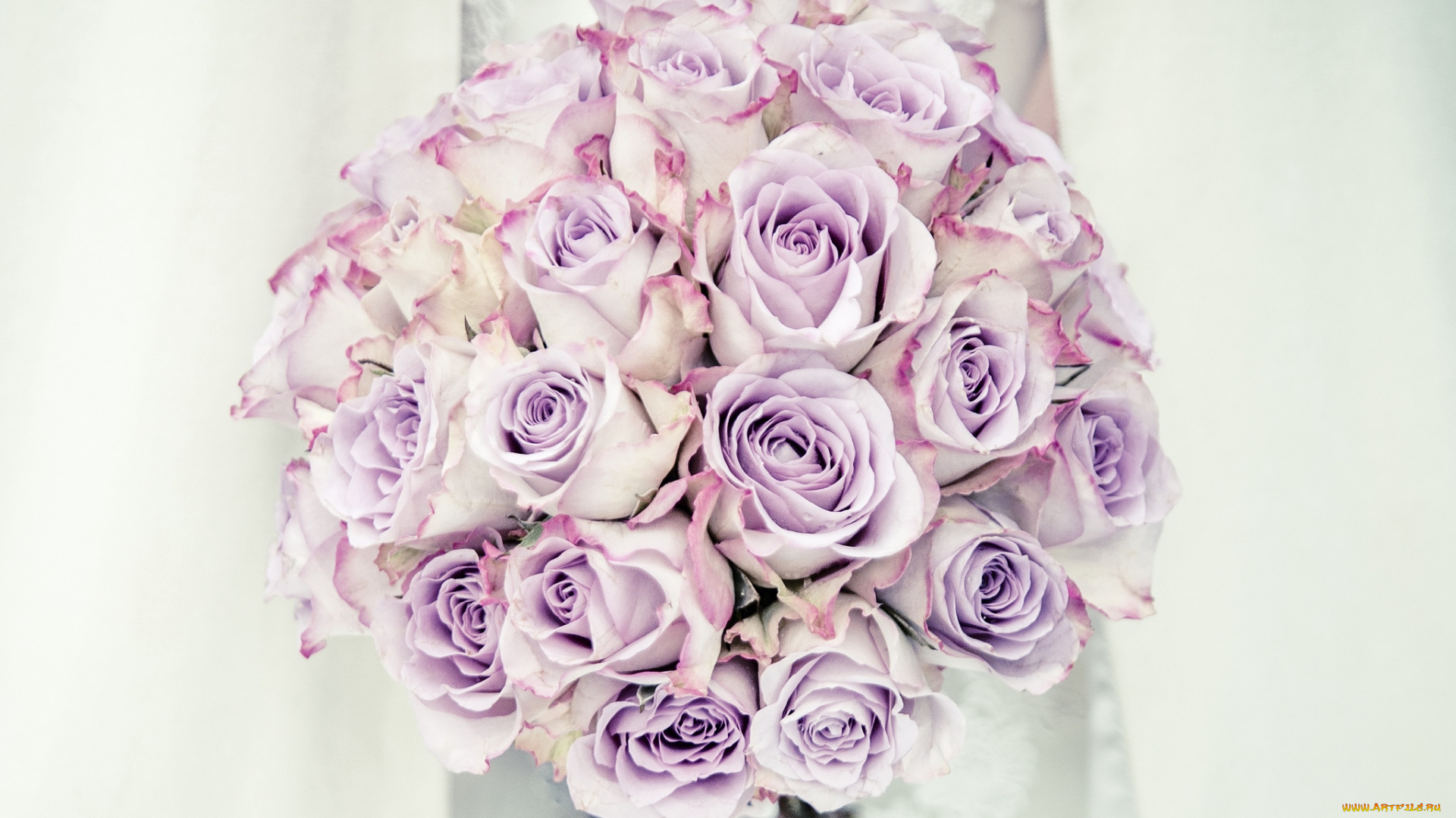 цветы, розы, свадебный, розовый