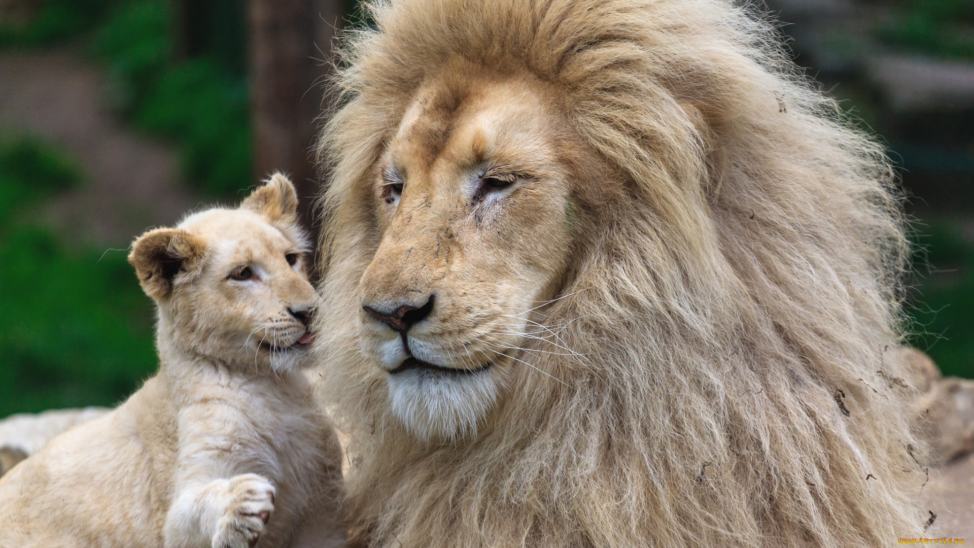животные, львы, папа, сын, чувства