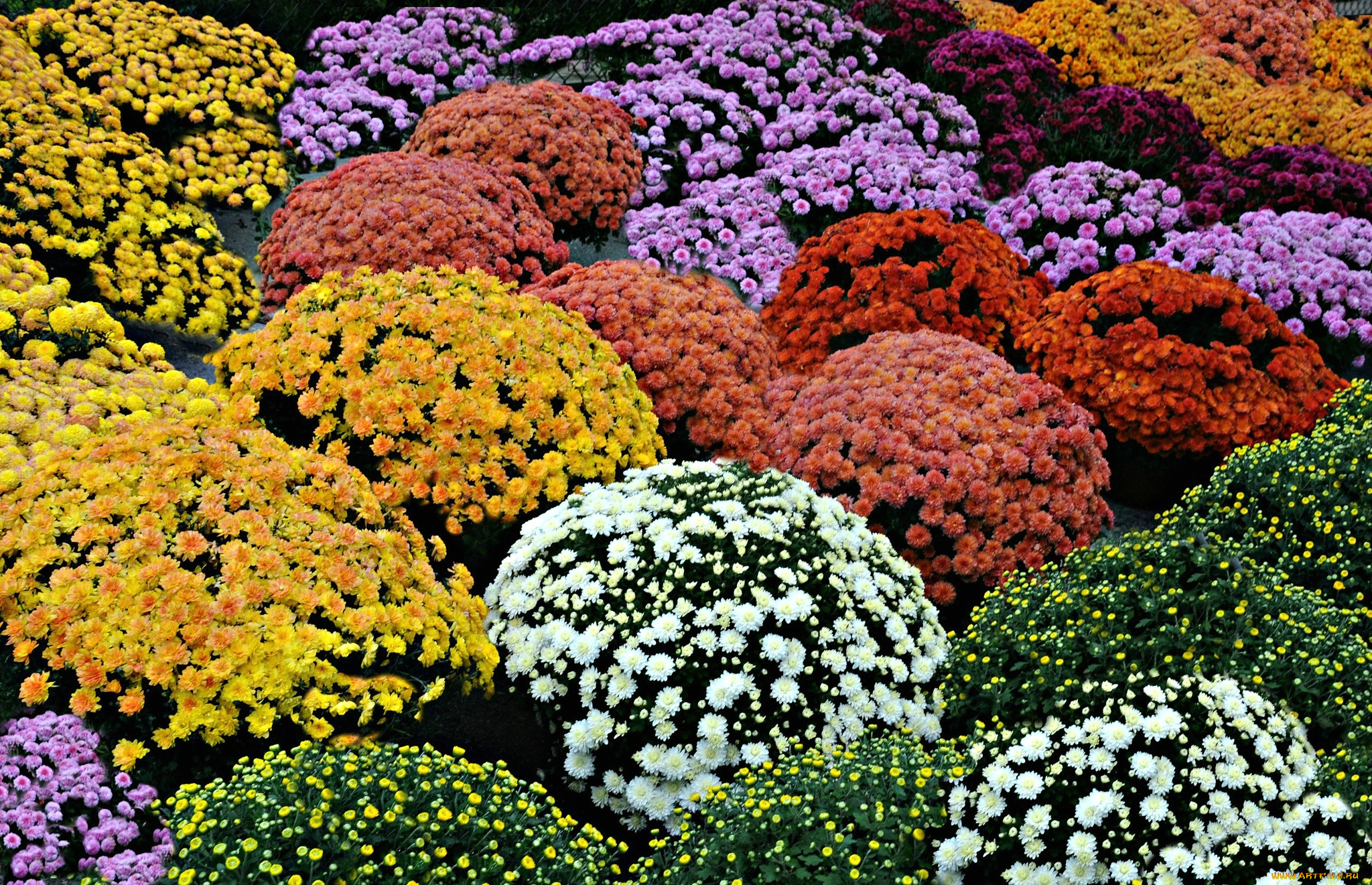 цветы, хризантемы, шары, разноцветный