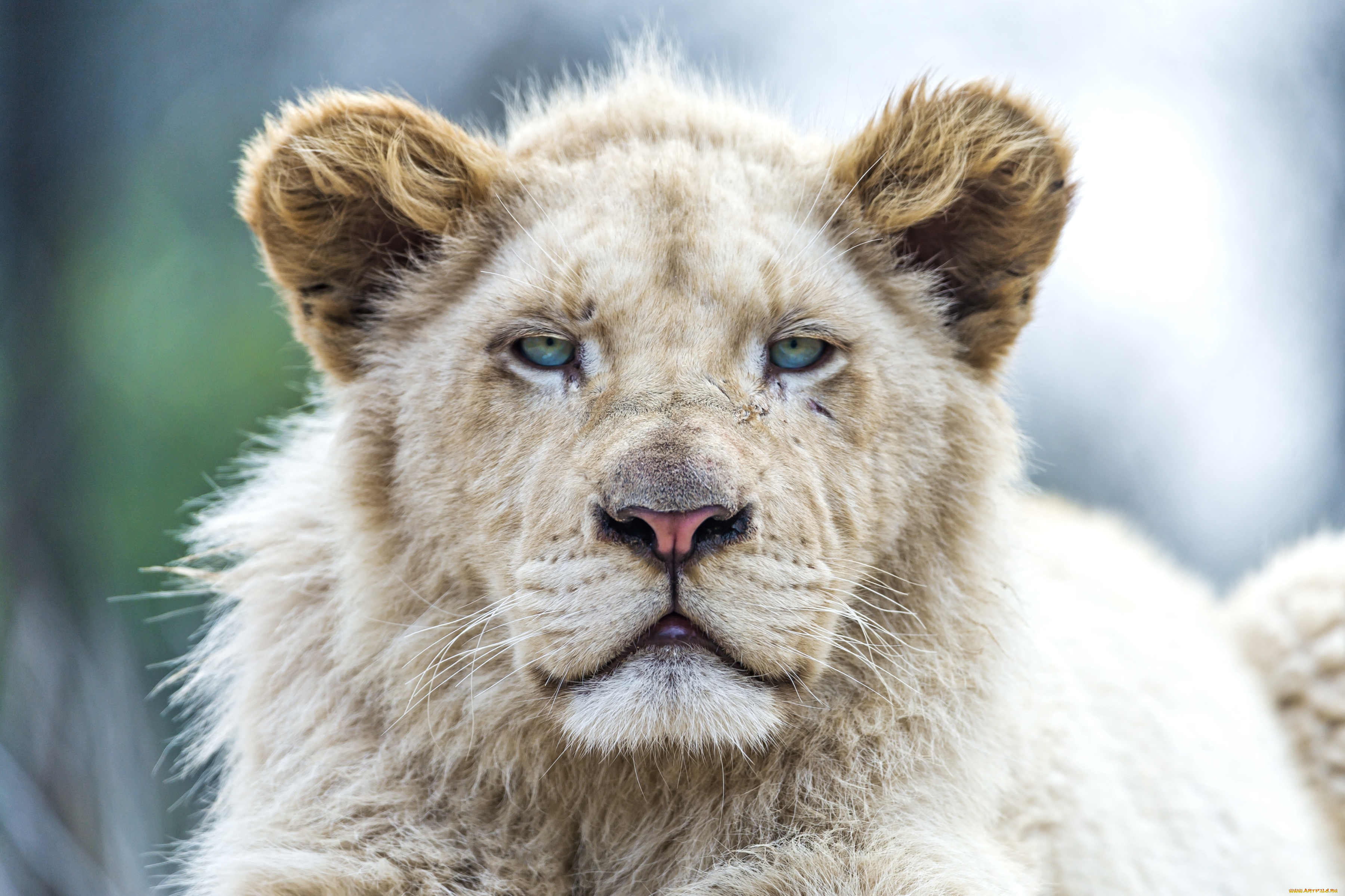 животные, львы, портрет, морда