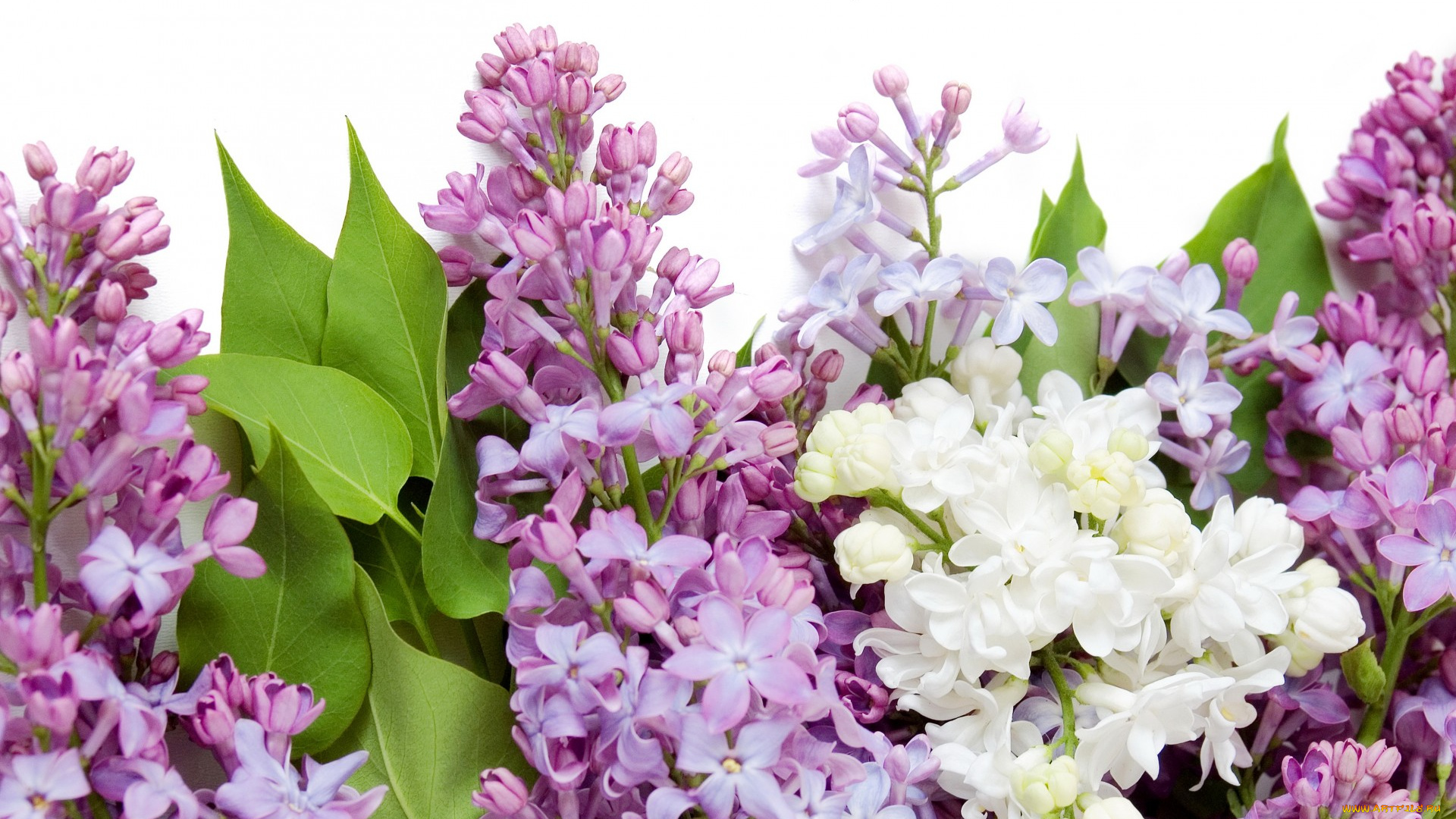 цветы, сирень, весна, белая, фиолетовая, spring, flowers, lilac, white, purple
