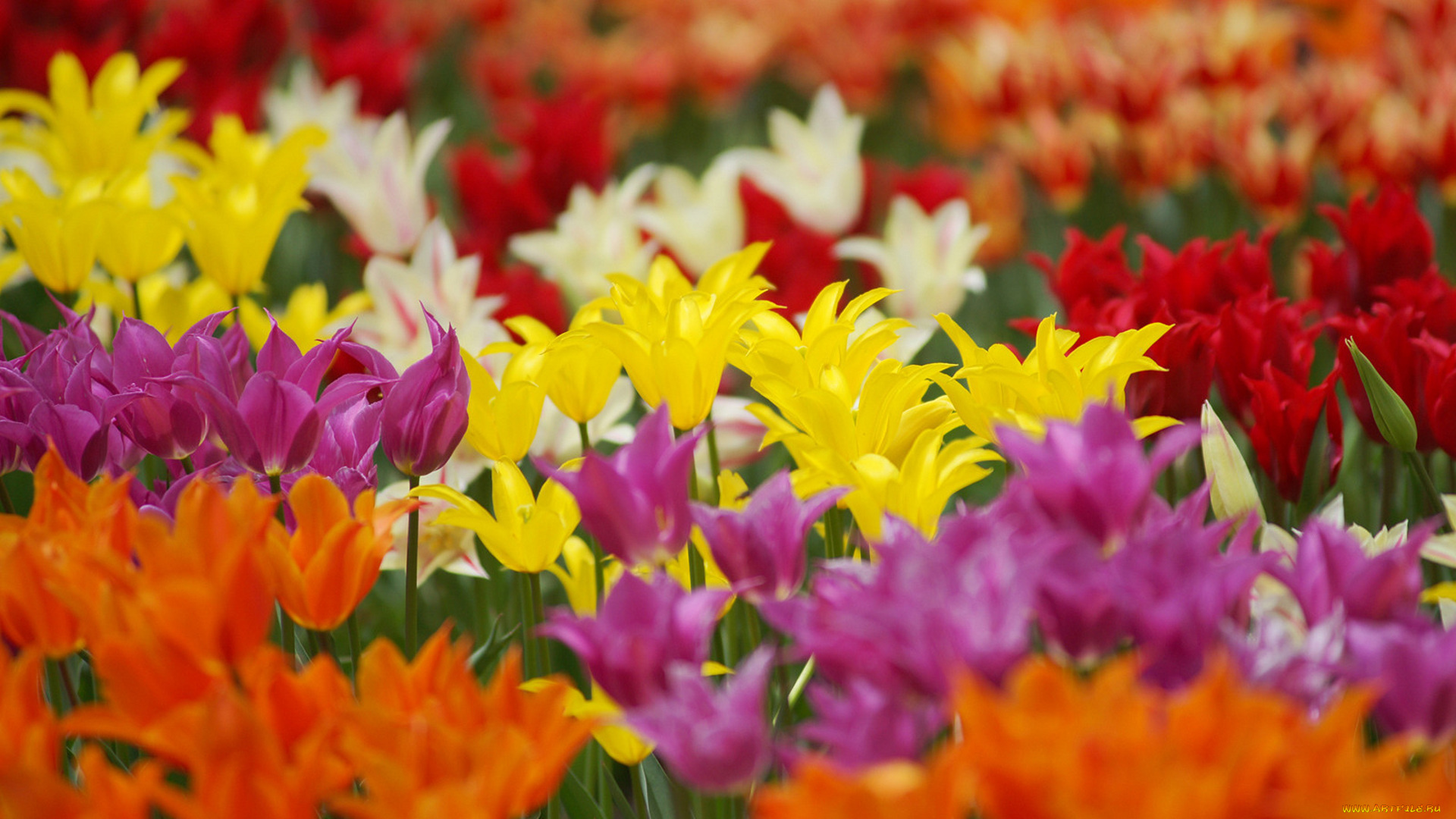 цветы, тюльпаны, разноцветные, поле