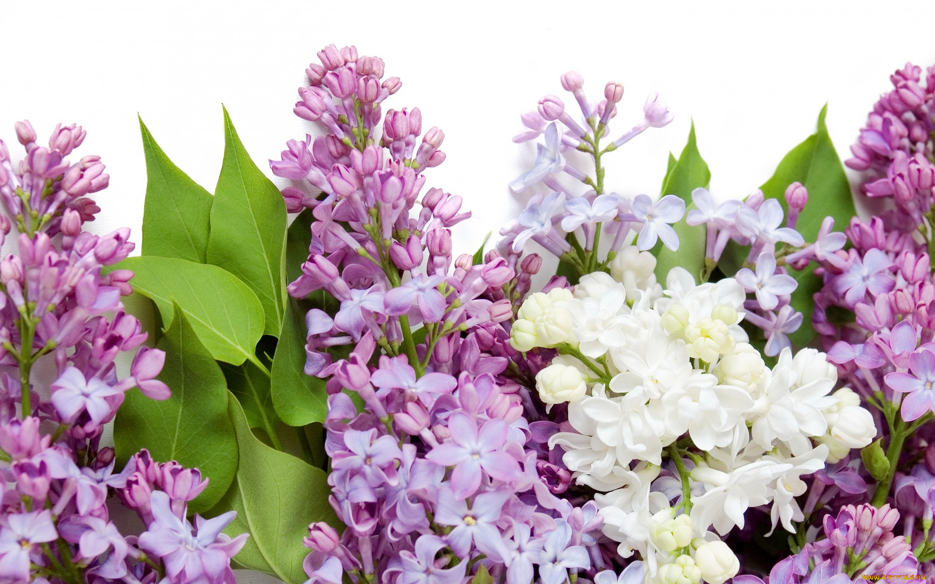 цветы, сирень, весна, белая, фиолетовая, spring, flowers, lilac, white, purple