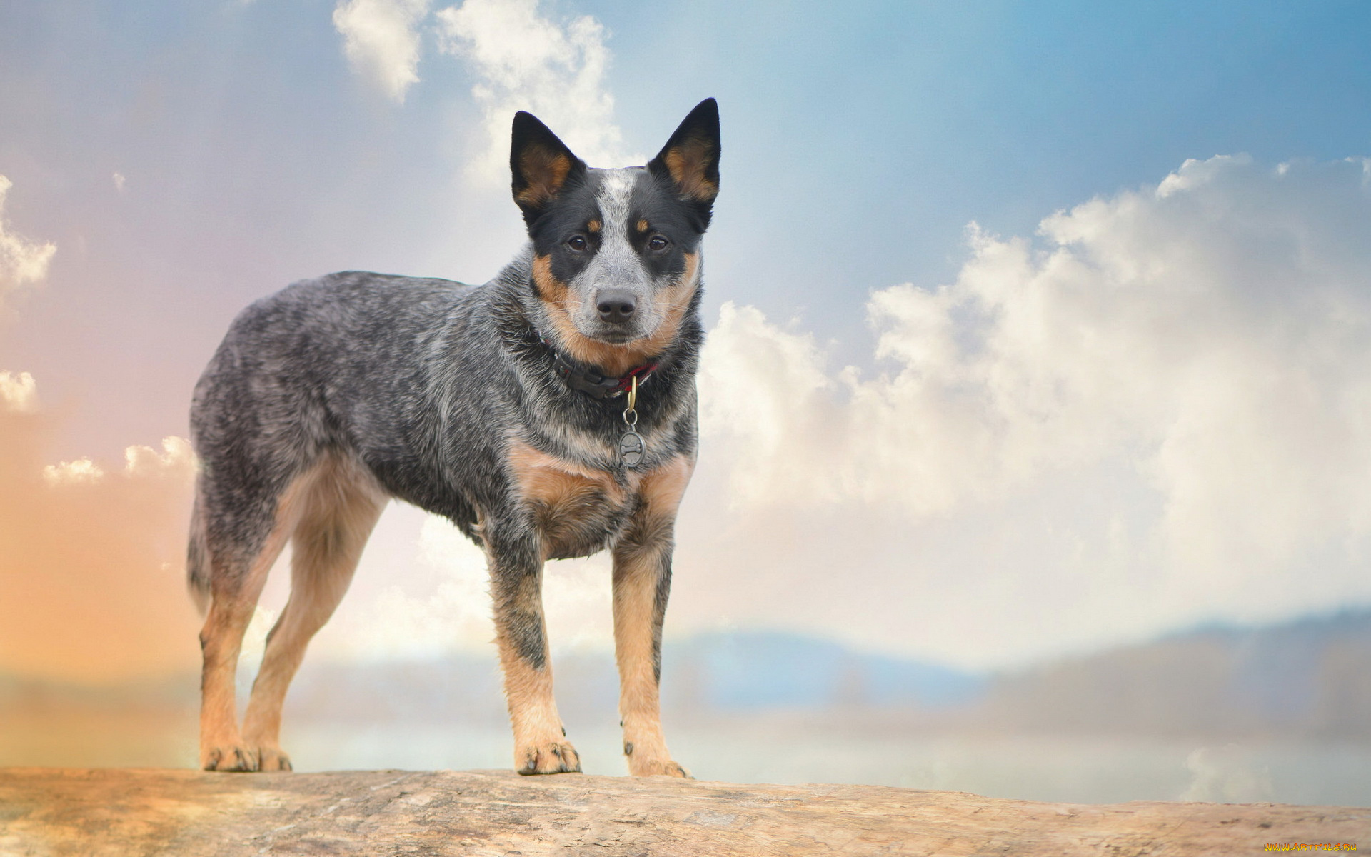 животные, собаки, australian, cattle, dogs