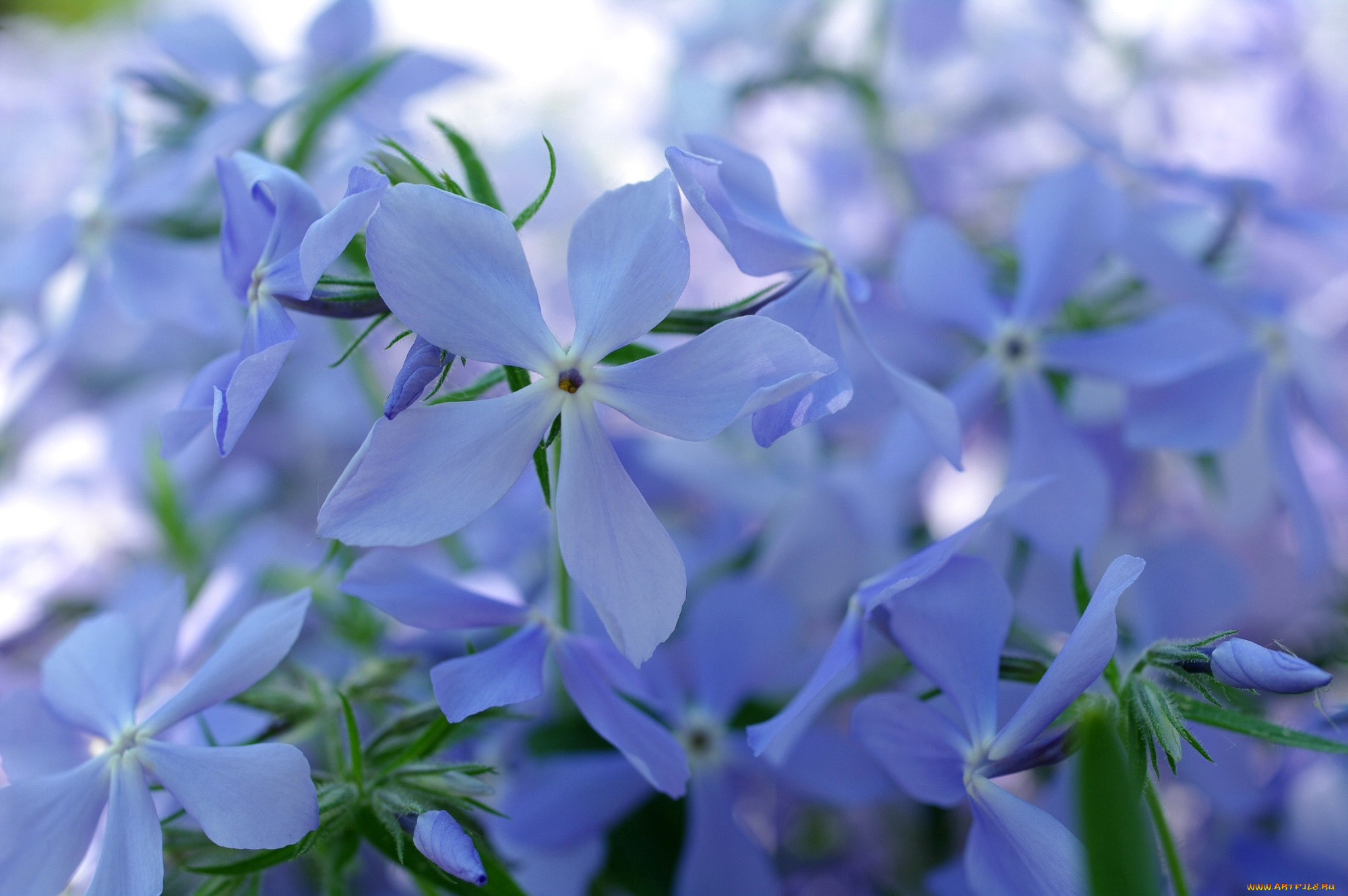 цветы, флоксы, голубой