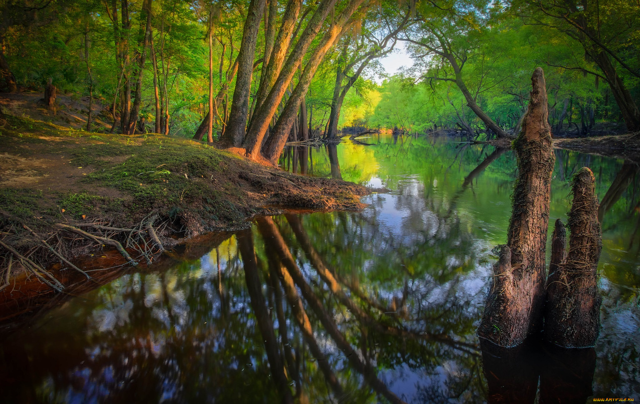 природа, реки, озера, река, лес