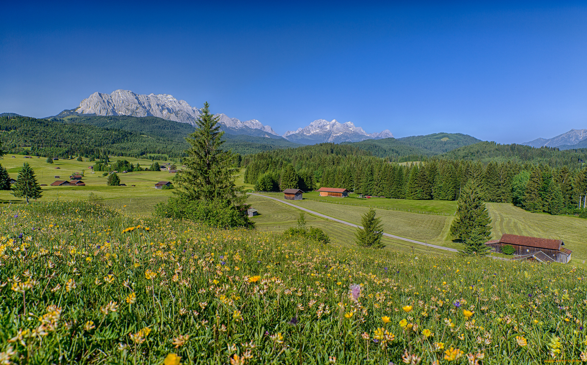 bavaria, , germany, природа, луга, germany, alps, бавария, германия, альпы, цветы, горы, лес, дома, пейзаж