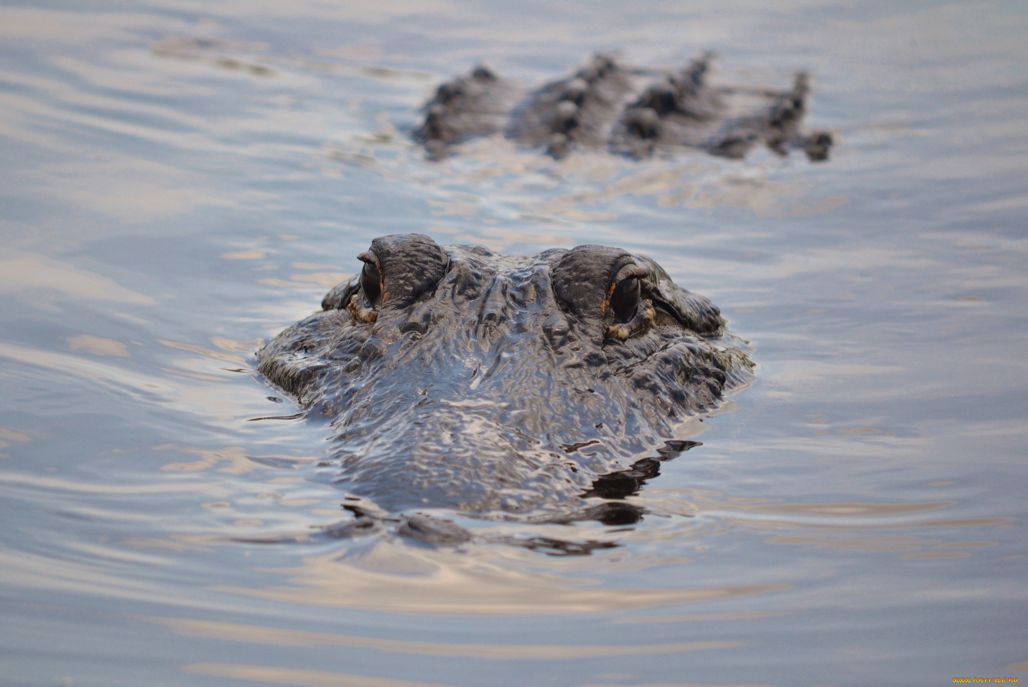 животные, крокодилы, вода, глаза, аллигатор