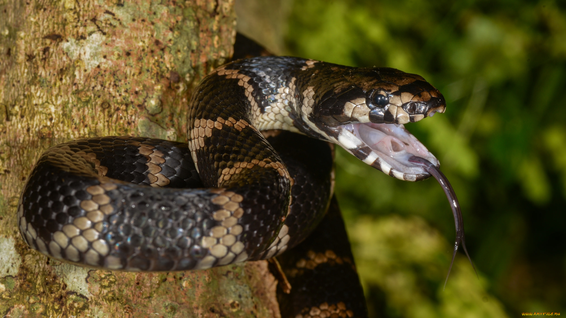 stephen`s, banded, snake, животные, змеи, , питоны, , кобры, змея