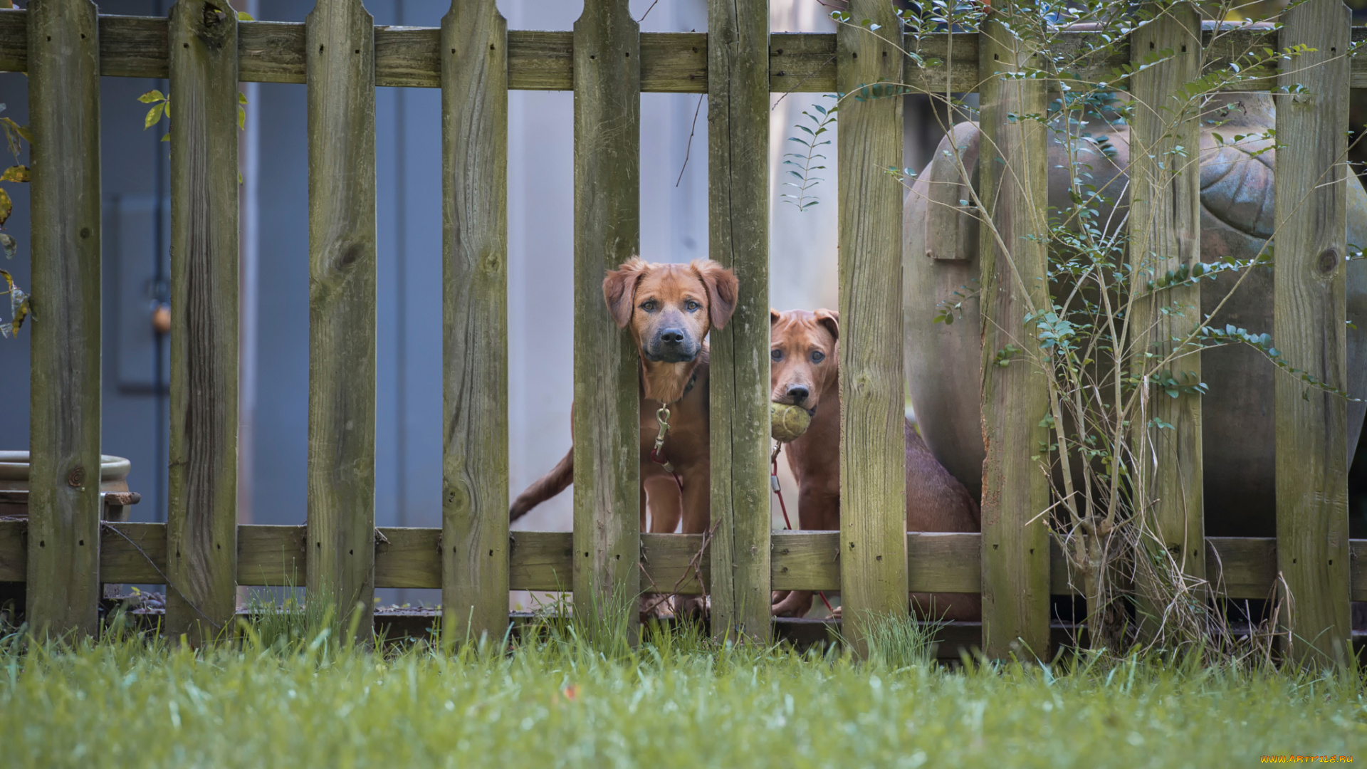 животные, собаки, две, забор