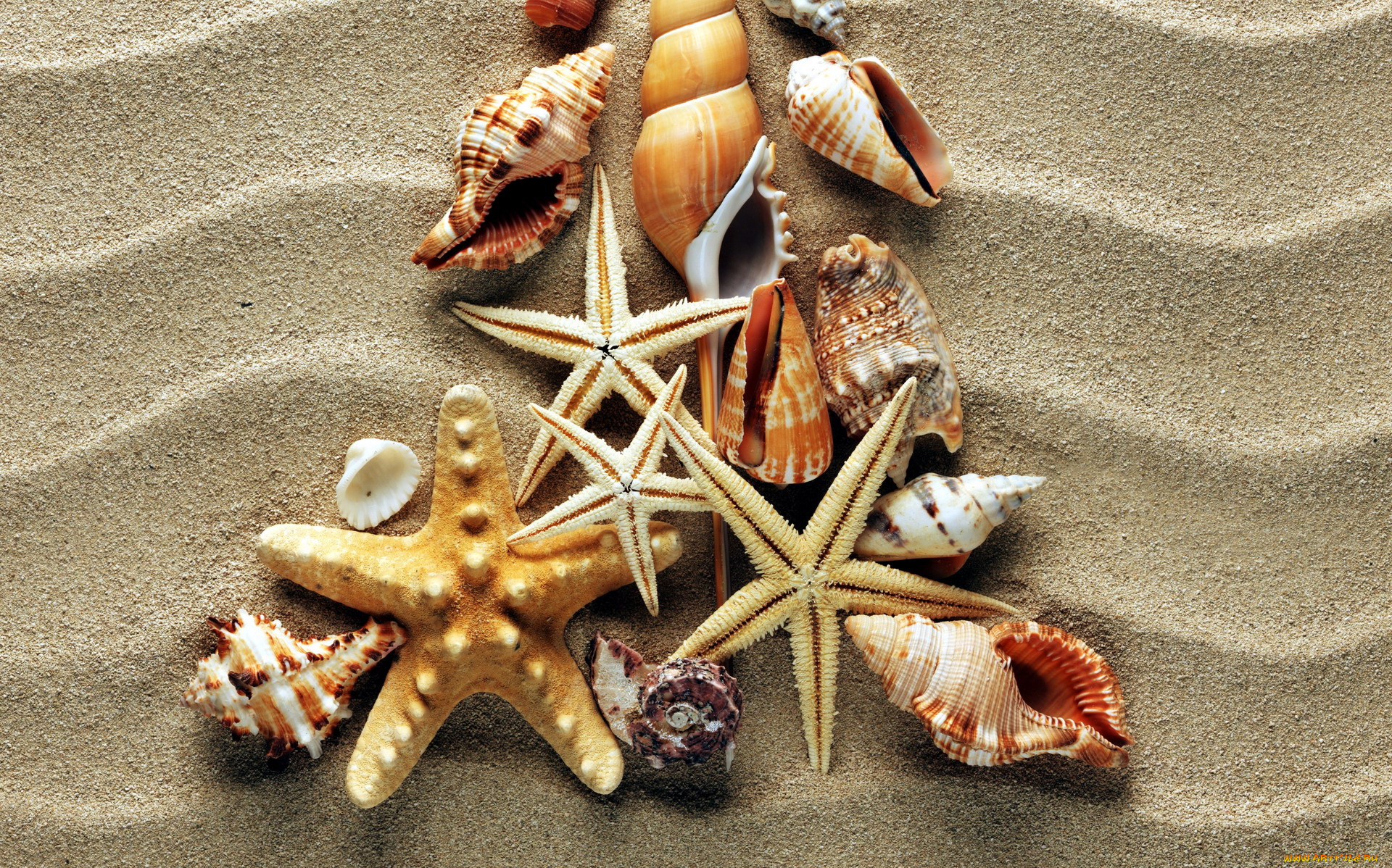 разное, ракушки, , кораллы, , декоративные, и, spa-камни, ракушка, морская, звезда, раковина