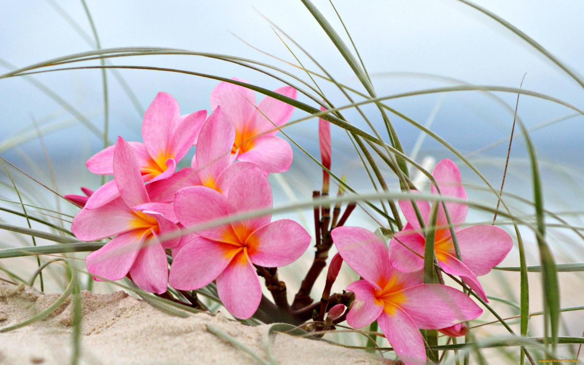 цветы, плюмерия, песок, розовый