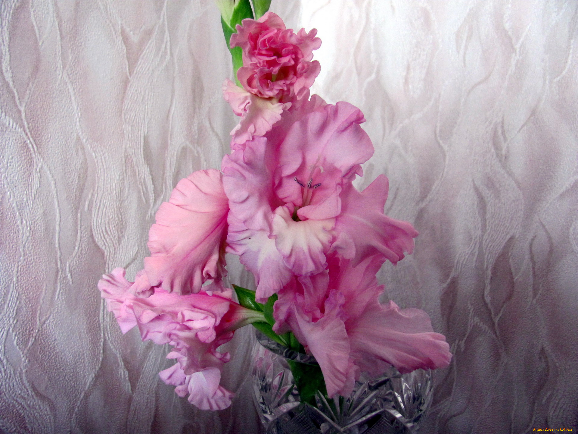 цветы, гладиолусы, розовый