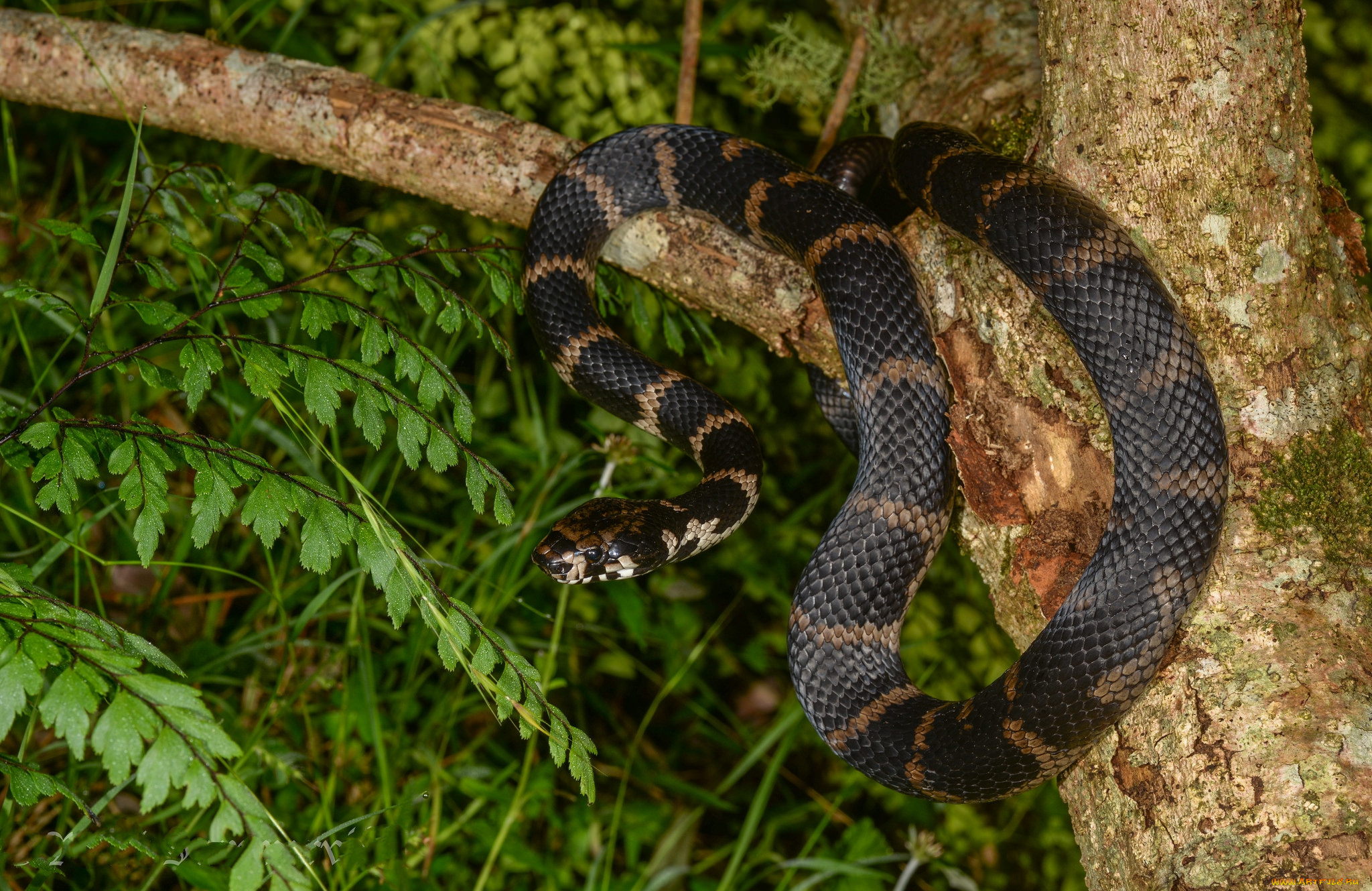 stephen`s, banded, snake, животные, змеи, , питоны, , кобры, змея