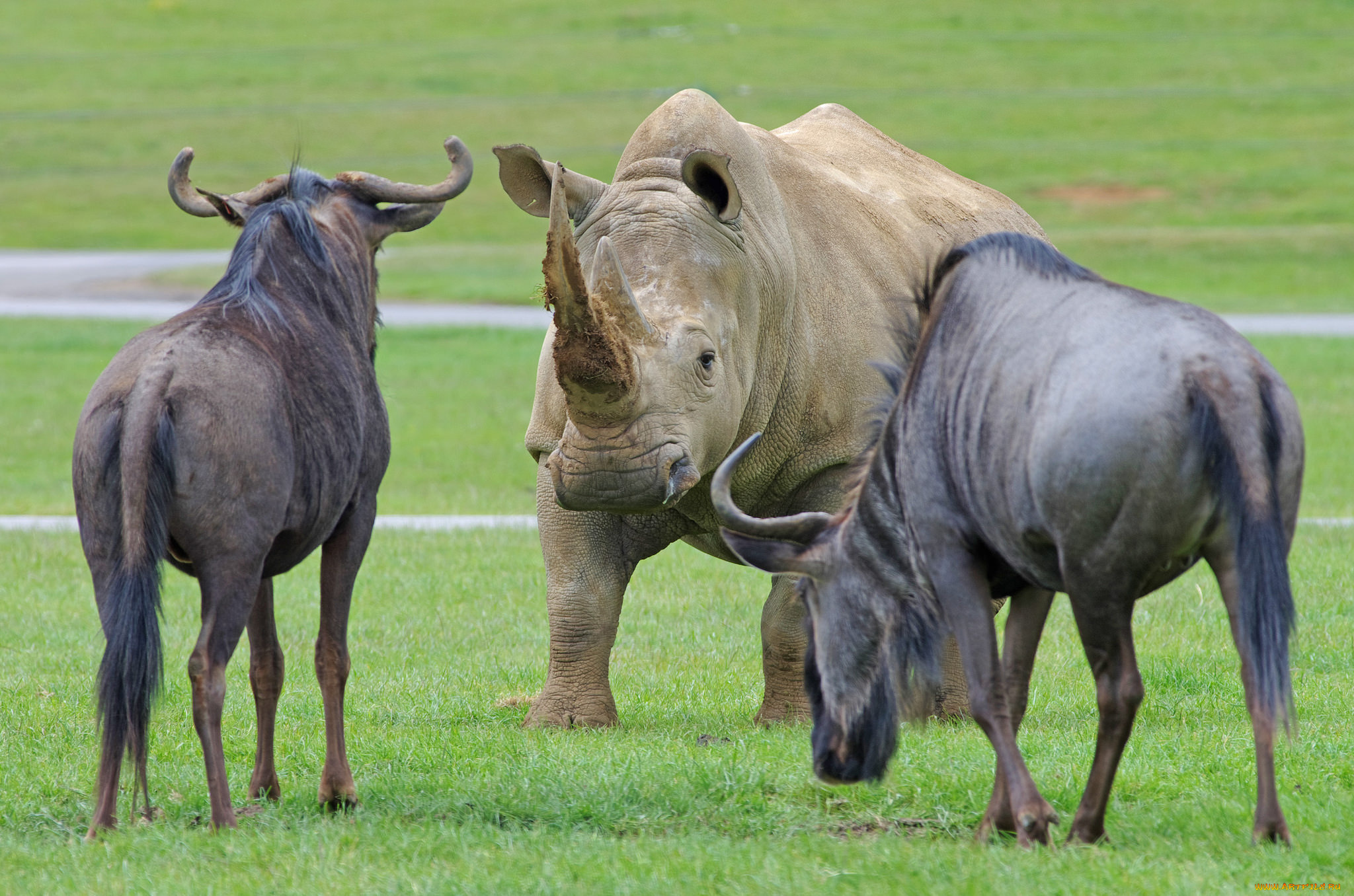 животные, разные, вместе, носорог, гну