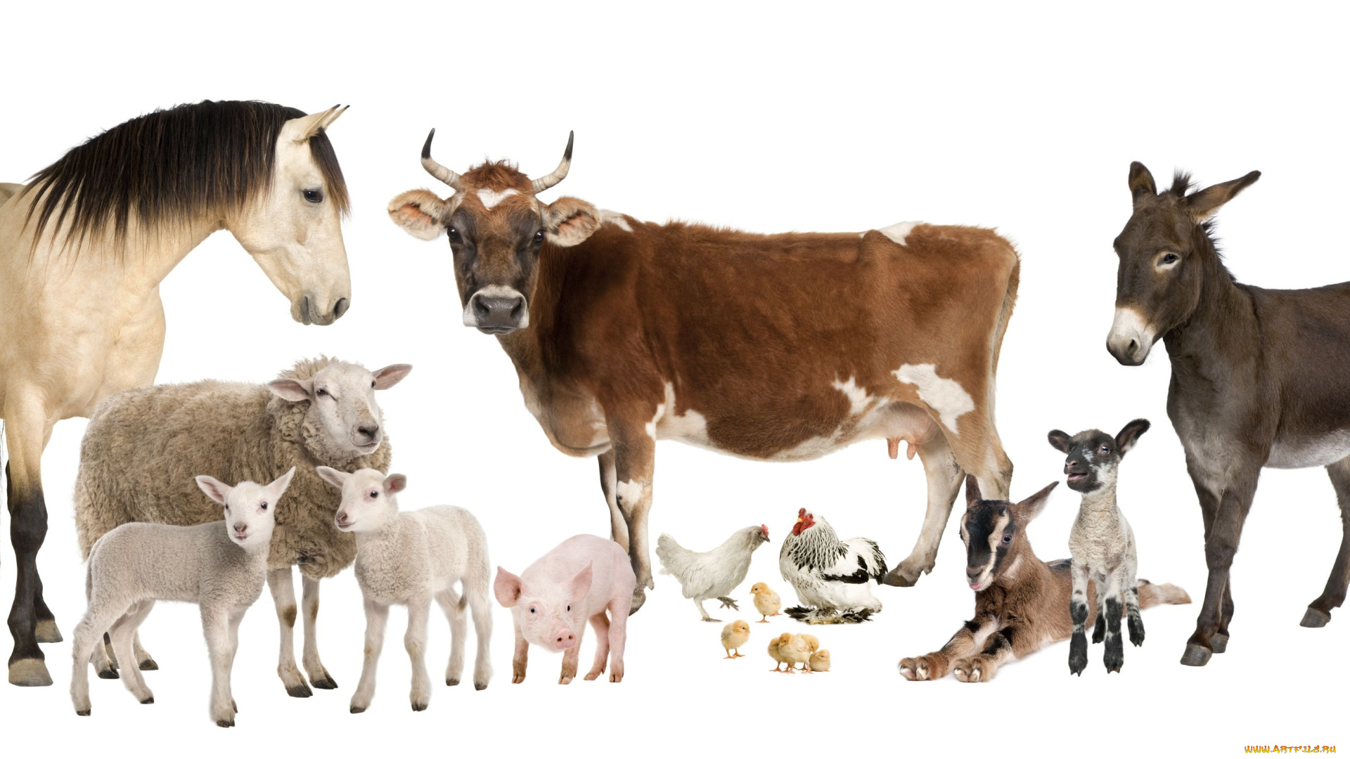 животные, разные, вместе, куры, ослик, корова, лошадь
