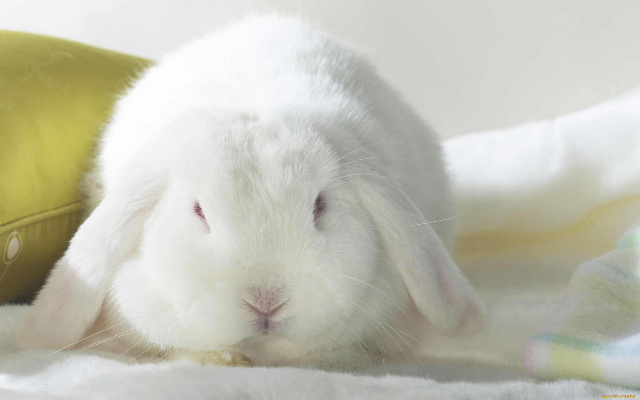 животные, кролики, , зайцы, подушка, белый, кролик