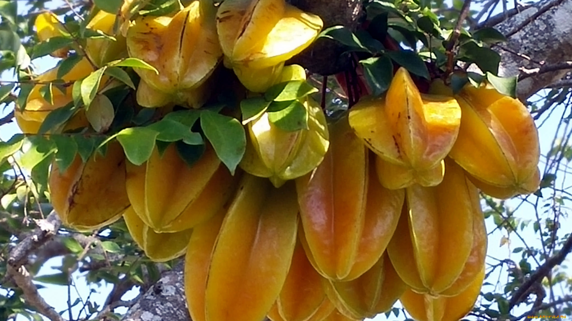 carambola, природа, плоды, карамбола