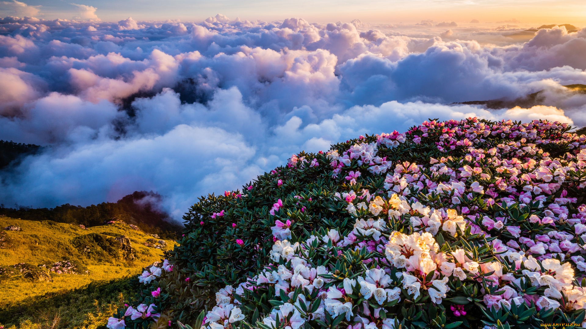 природа, облака, грандиозно, пейзаж, горы, цветы, красота, небо, весна, туман, холм, кусты, рододендроны, вид, цветение