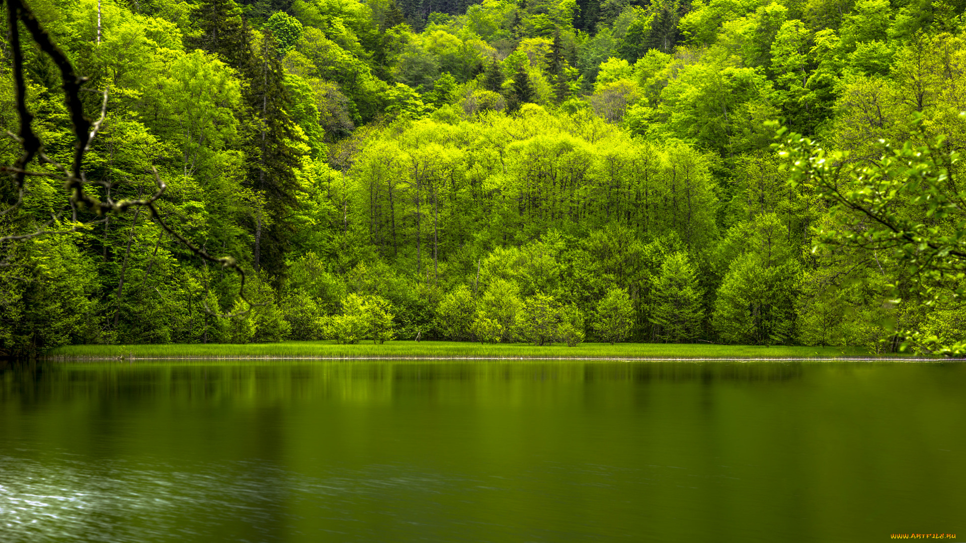 природа, реки, озера, река, деревья, лес, вода, отражение, листья