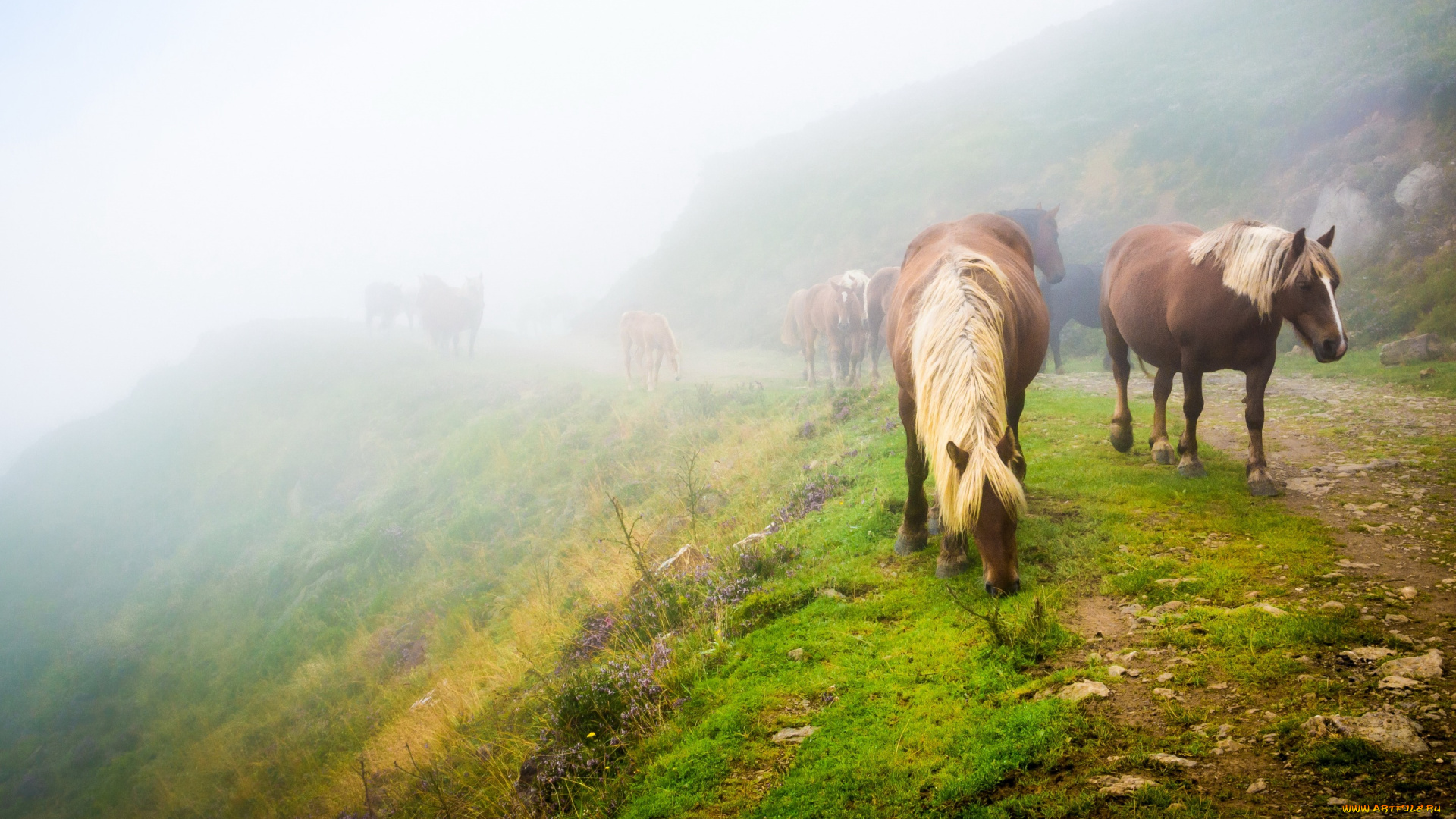 животные, лошади, пейзаж, лошадь, трава, пасутся, табун, туман, природа, конь, зелень, настроение, кони, холм, дорога, склон, утро