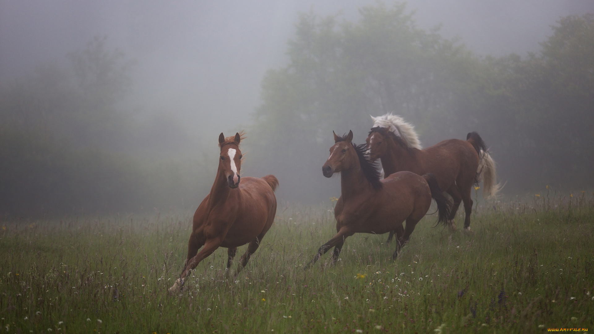 животные, лошади, трава, кони, три, тройка, настроение, поле, коня, лошадь, утро, коричневый, конь, природа, туман, деревья, трое, луг, лето, галоп