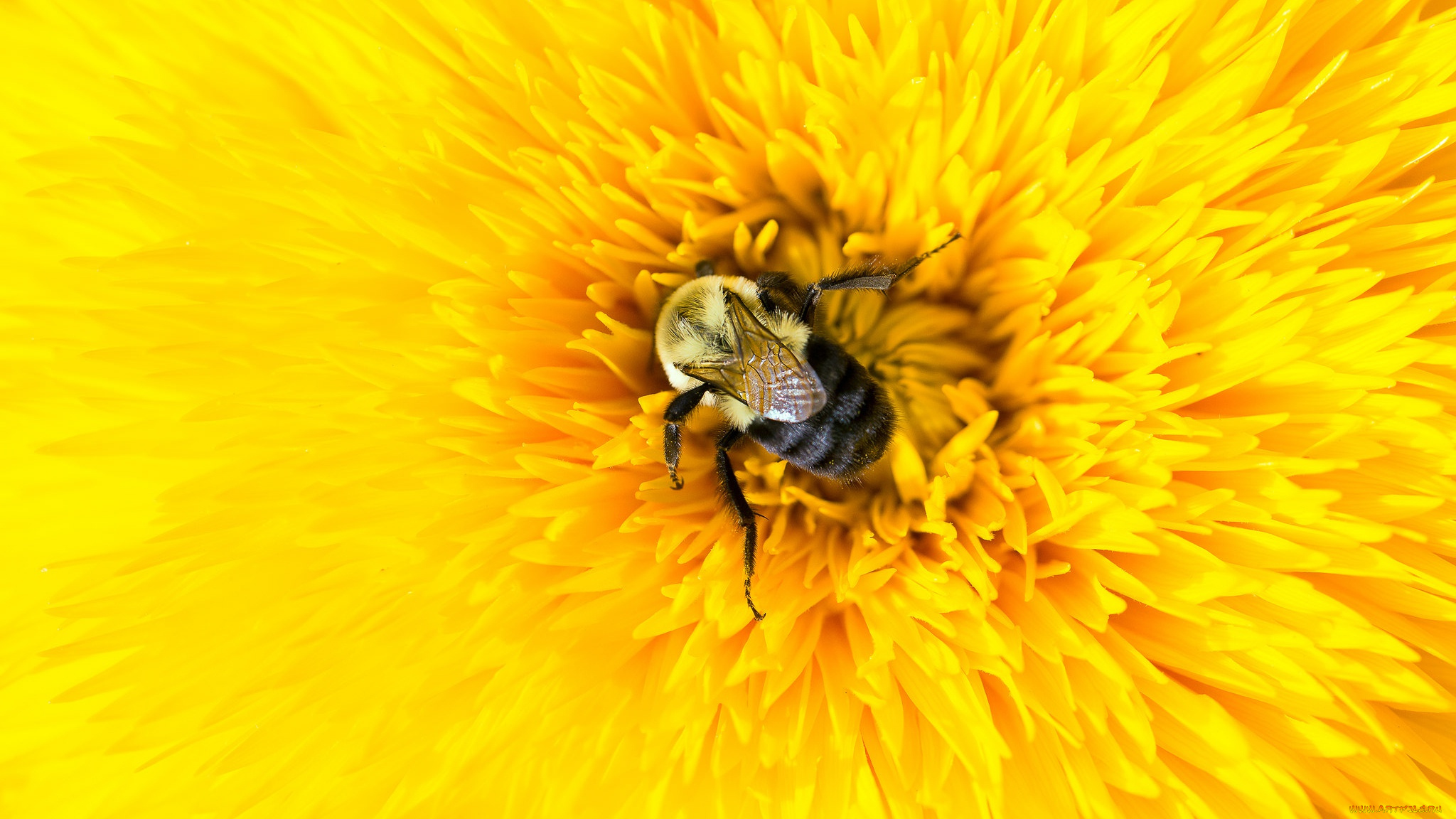 животные, пчелы, , осы, , шмели, цветок, желтый, пчела, насекомое, лепестки, шмель, макро