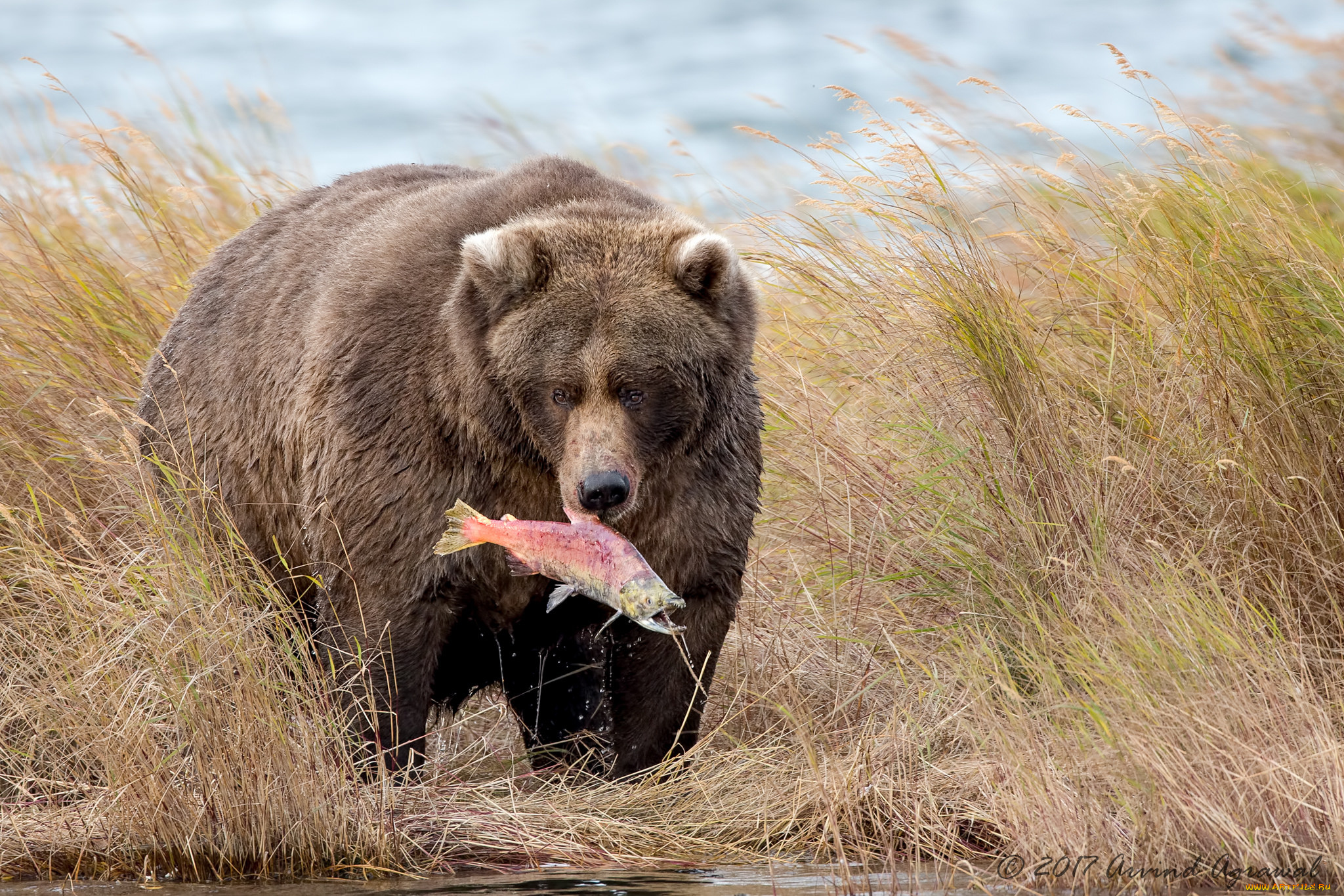 Аю дж. Северная Америка медведь Гризли. Бурый медведь Алтайского края. Гризли североамериканский бурый медведь. Бурый медведь Алтай.