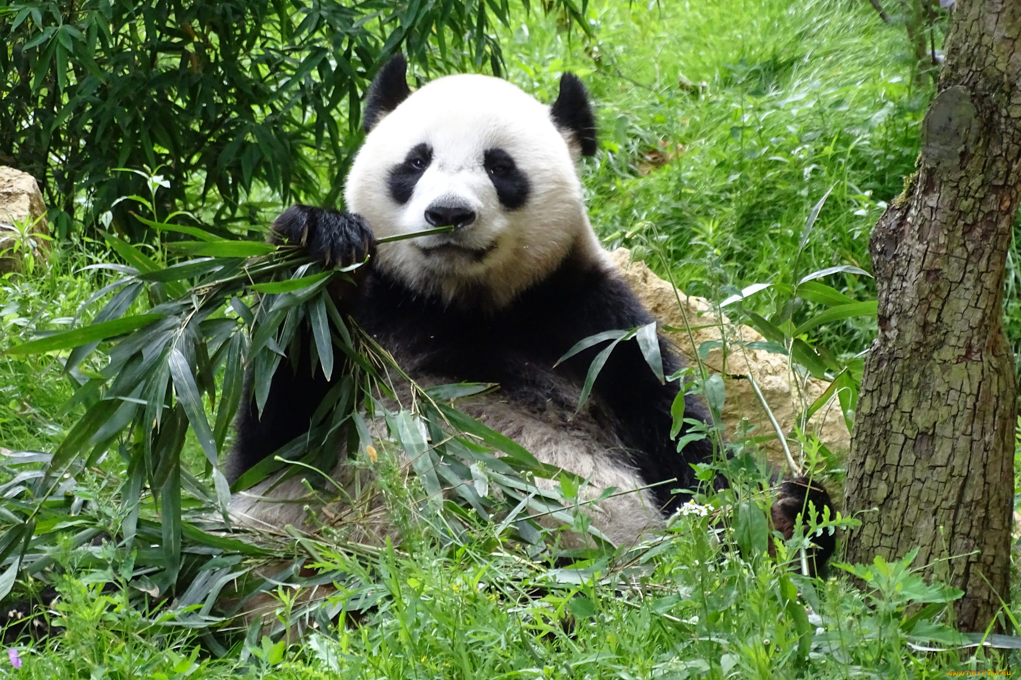 животные, панды, бамбук, еда, лапа, окрас, шерсть, панда